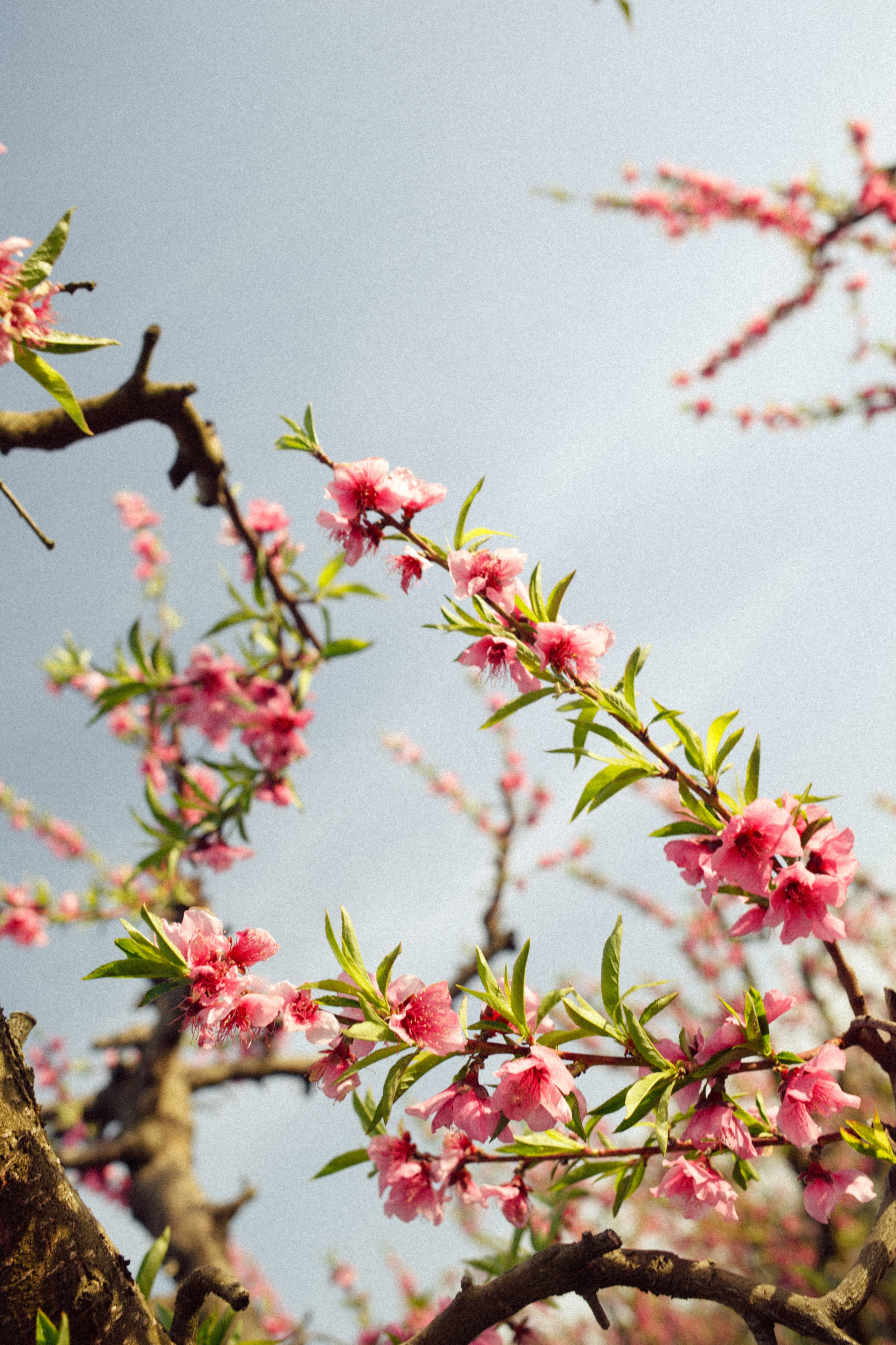 Inspired by childhood memories and gardens in bloom