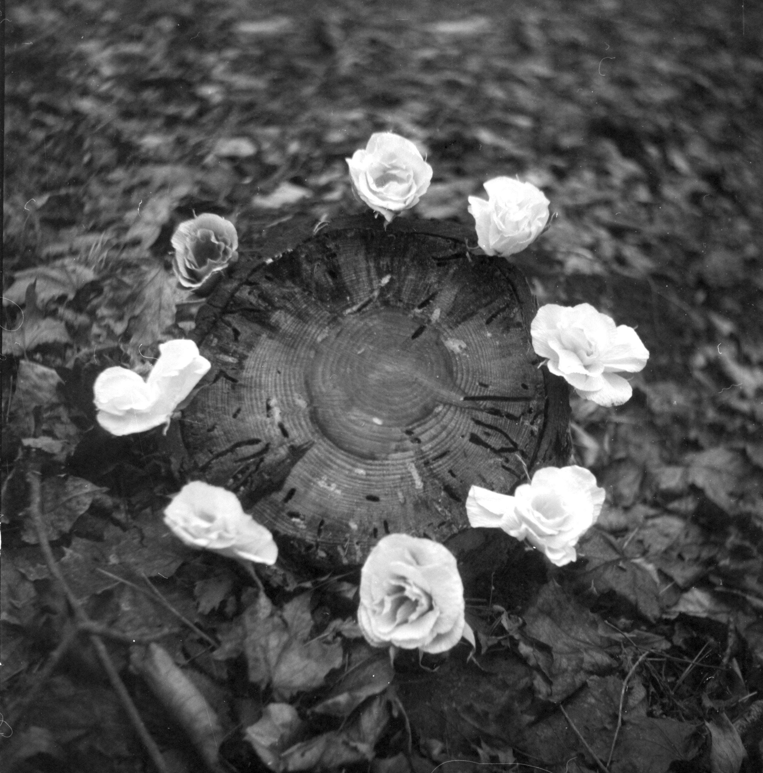 When it is day for angels in heaven, it is night for people on earth. Natalia Parfenova visual artist film photographer