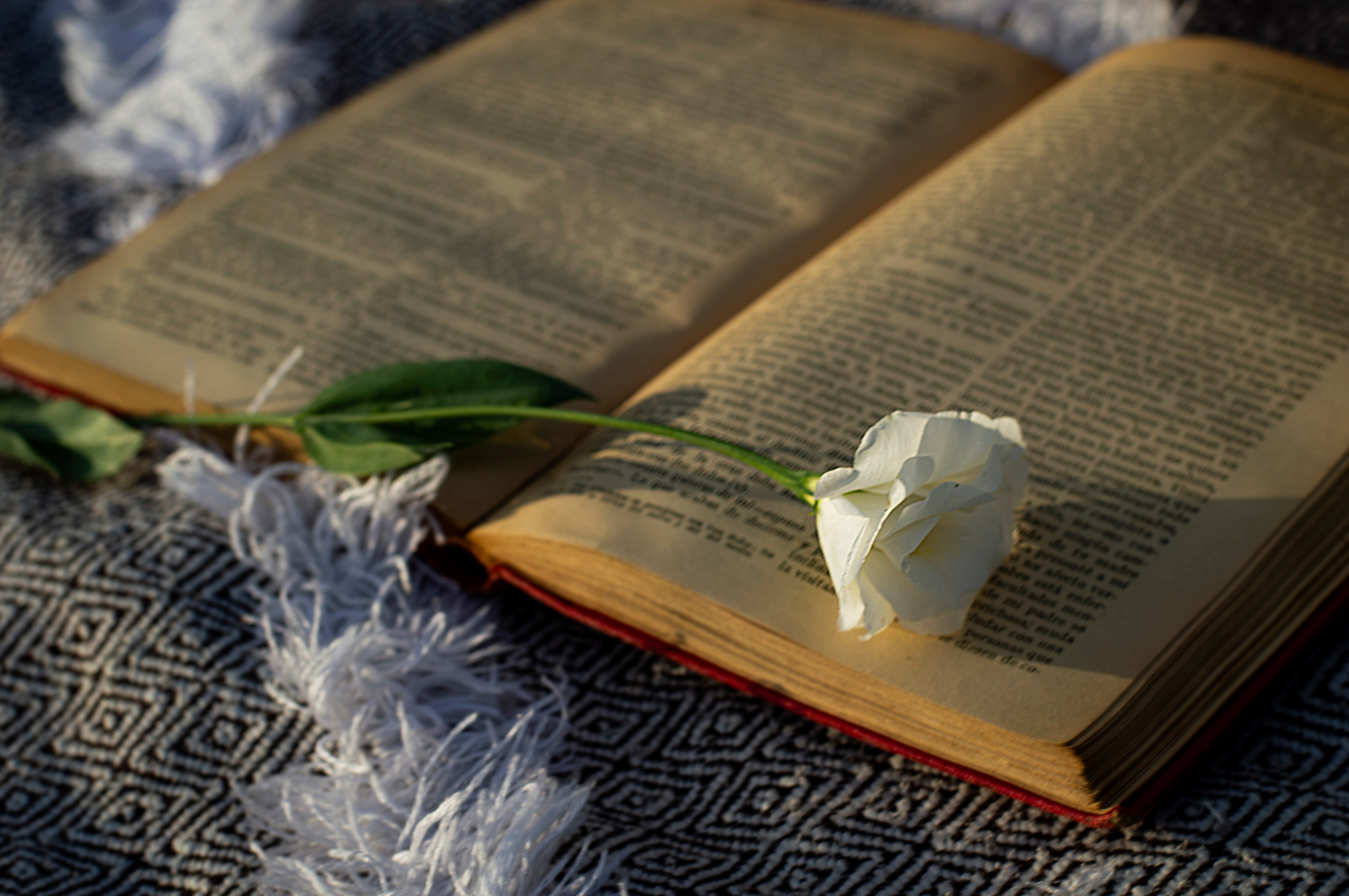 Пикник. Анастасия Благова — Твой фотограф в Малаге 🇪🇸