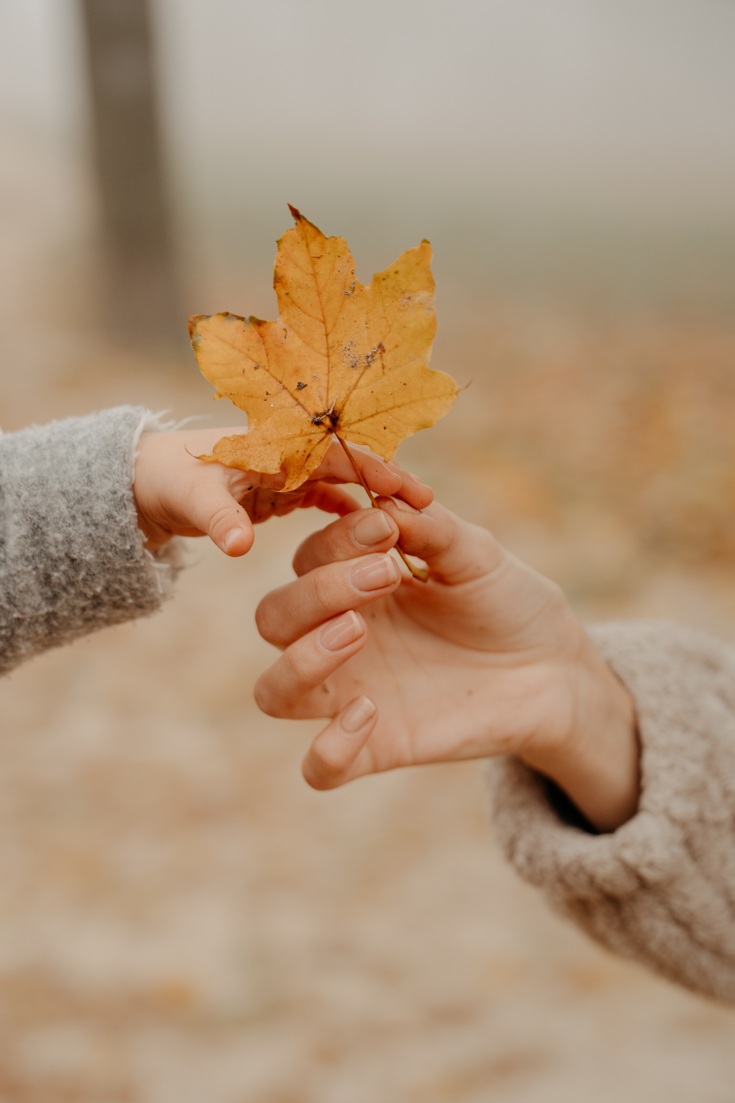 Bendegúz a ködös Normafán. Kezdőlap