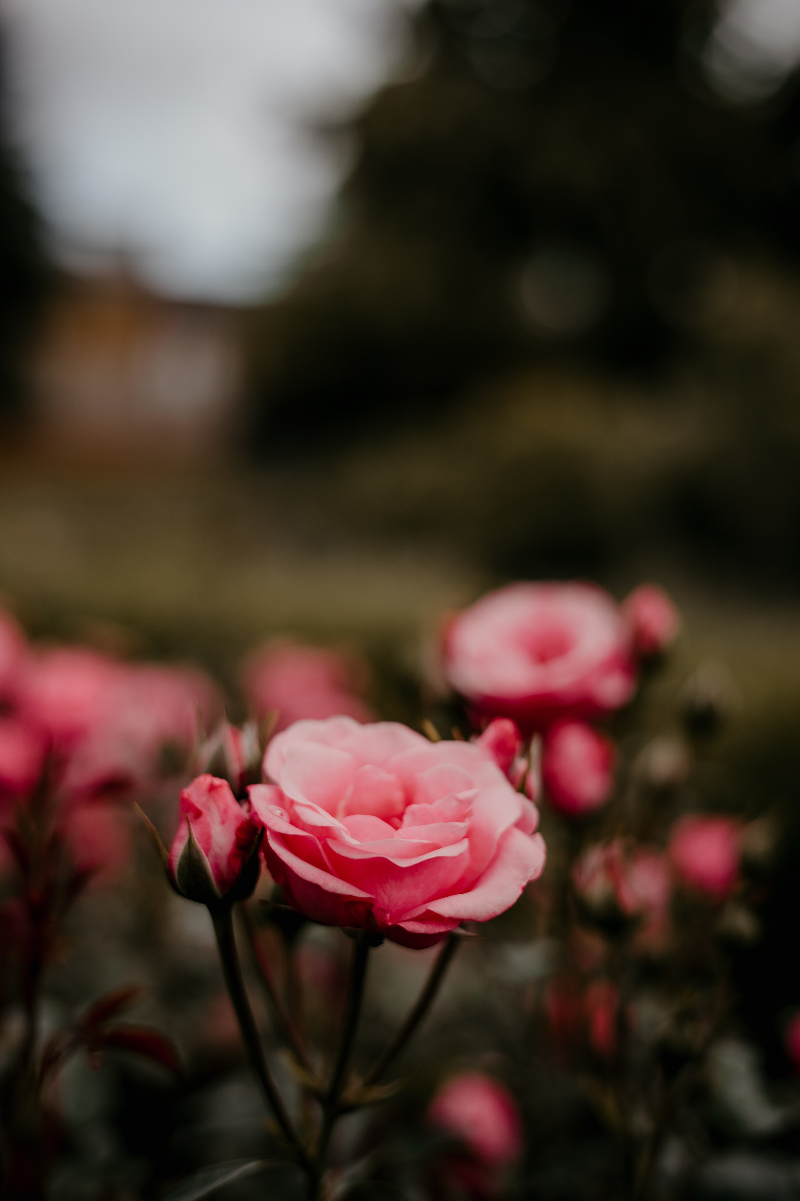 Natalia. Iryna Zhyvora | Photographer | Stockholm