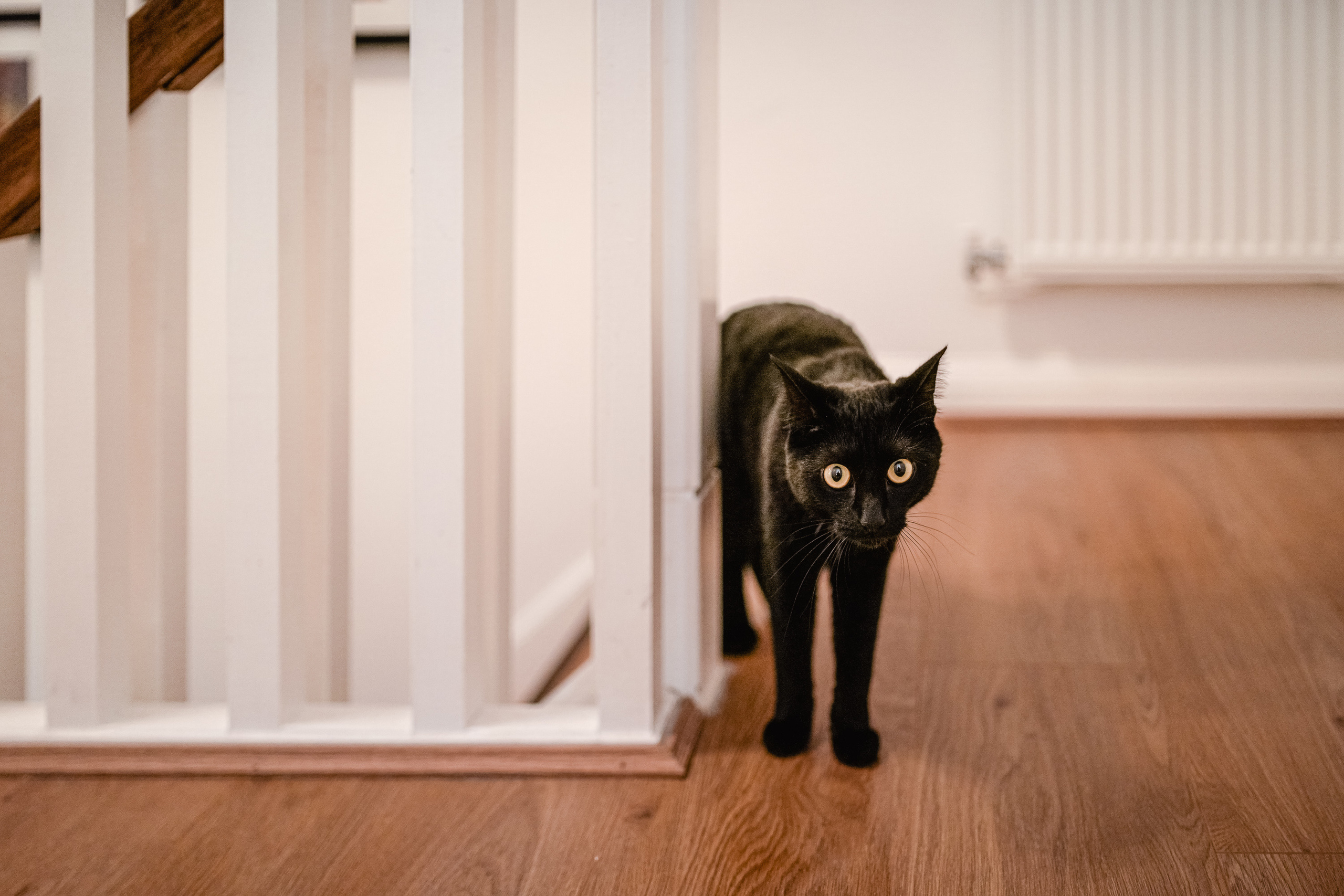 SEPTEMBER SUNDAY. Professional garden design and photography services in London