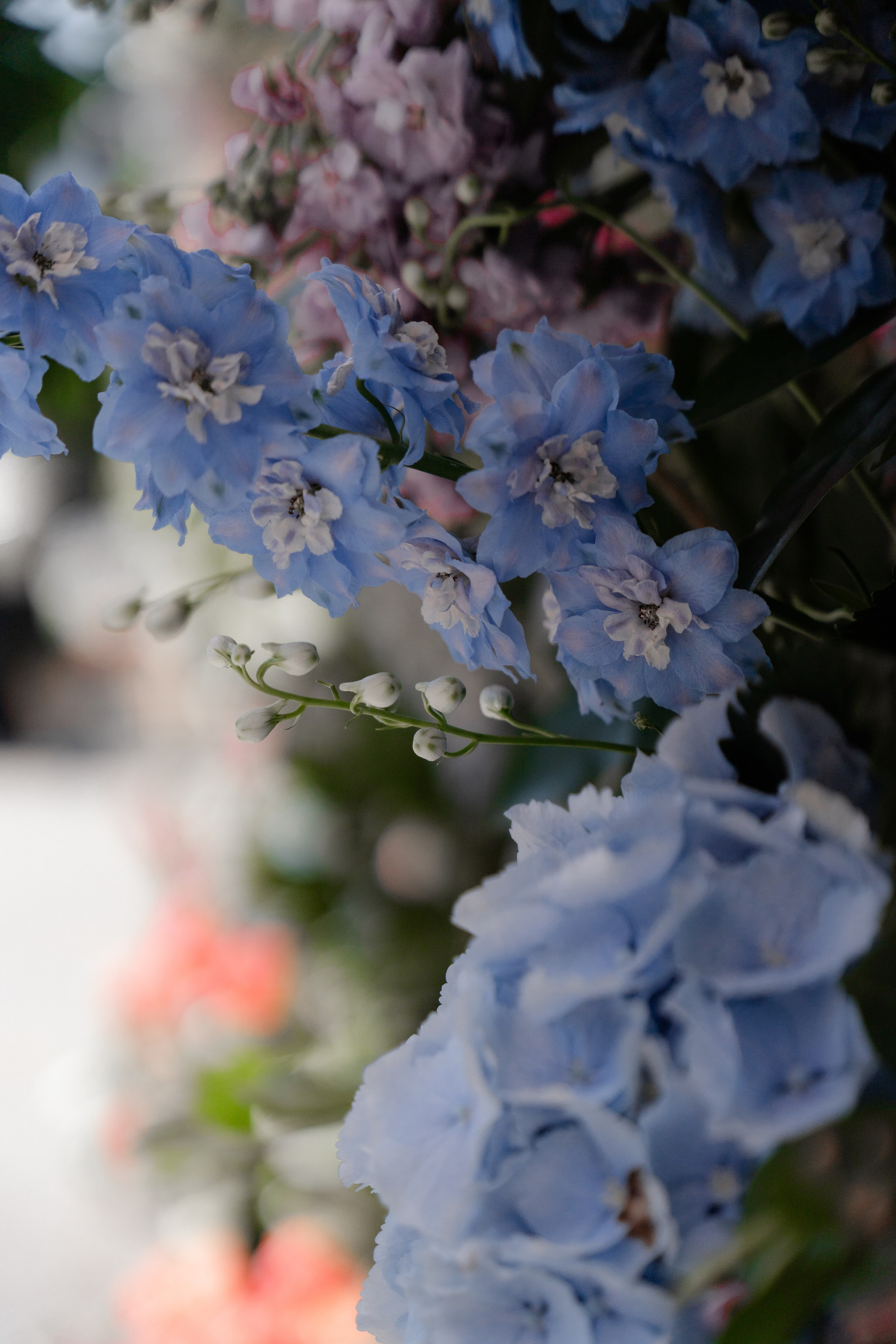 Chelsea_in_bloom. Tonya Kyrylenko photographer in London