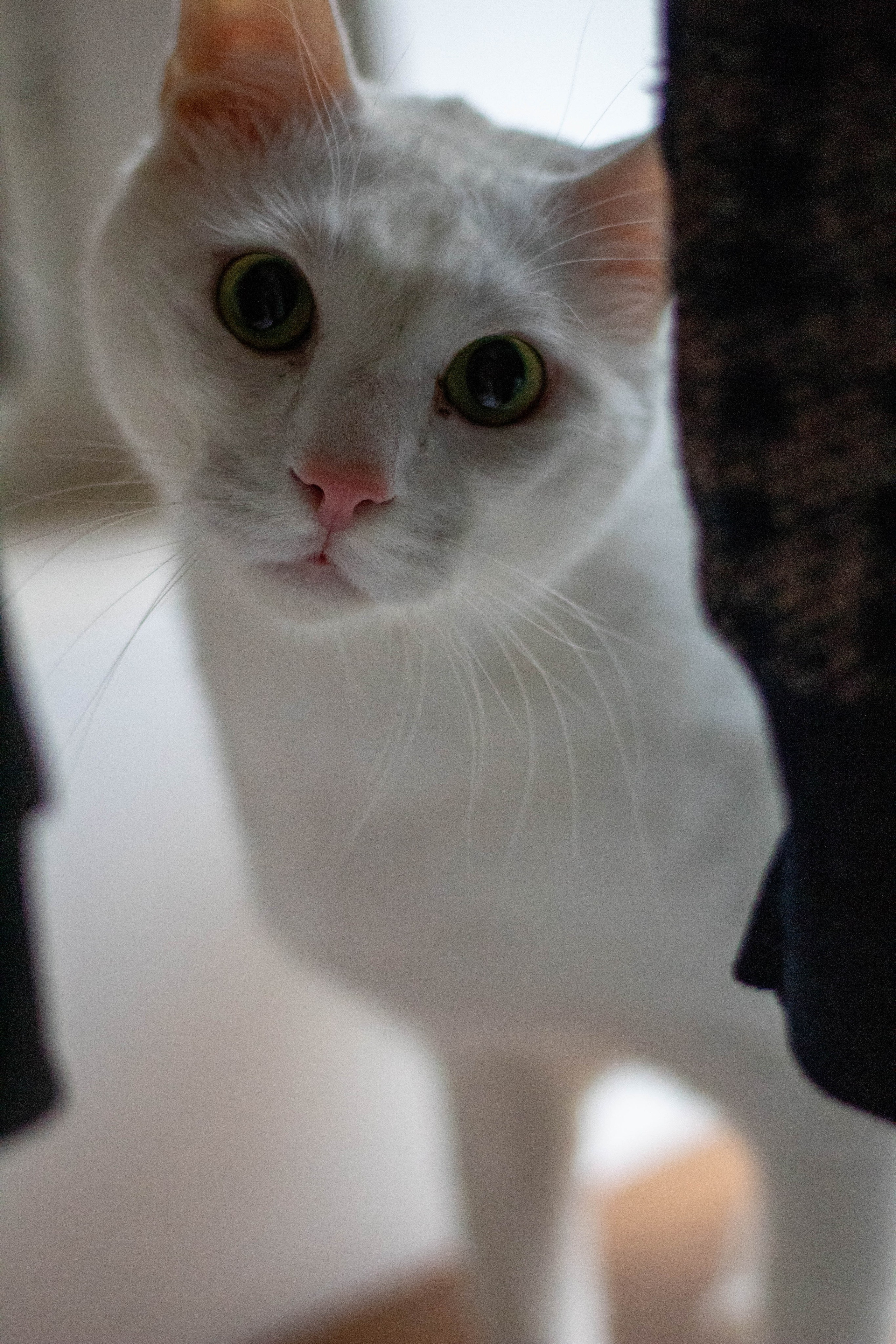 White  cat standing behind a glass door, gazing curiously outside.