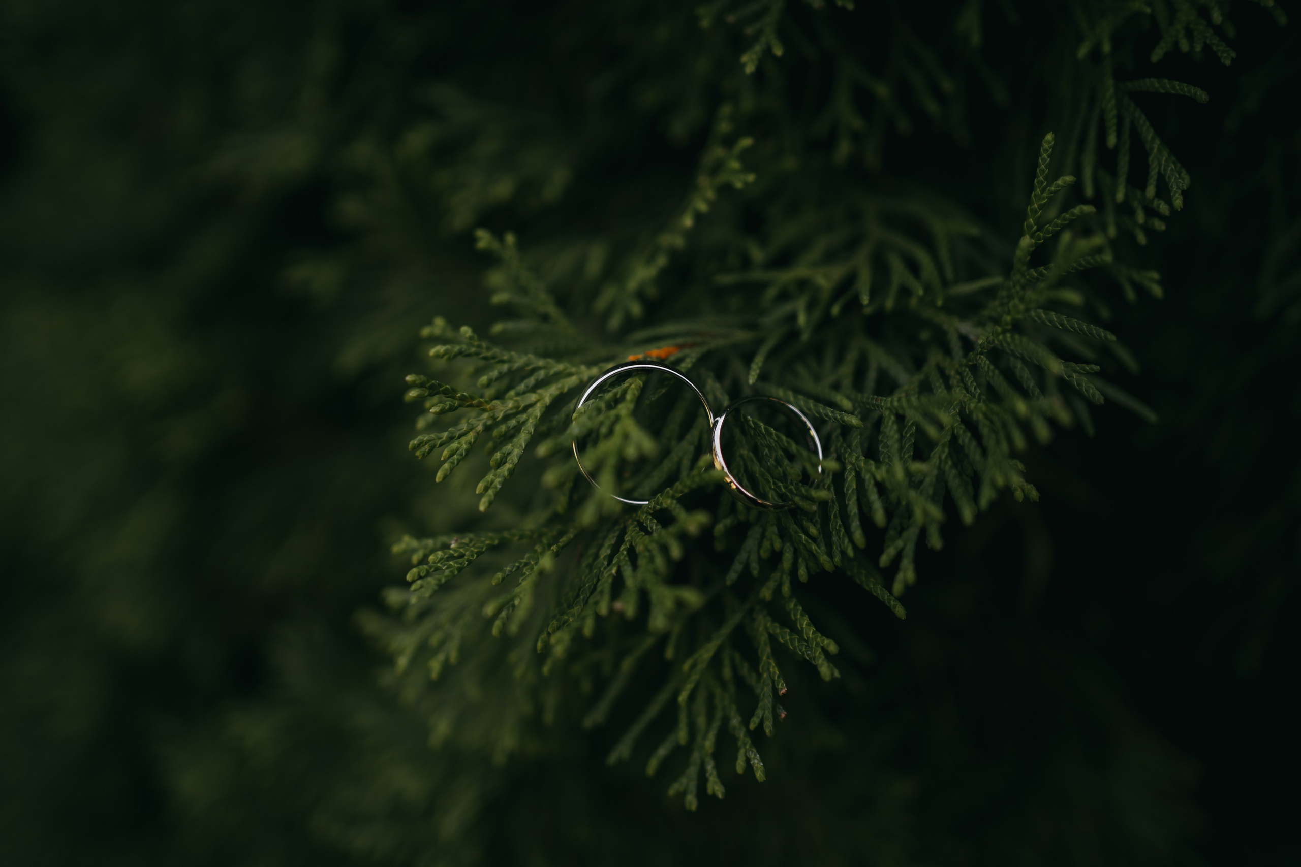 R & E. Fotograf Nunta Iasi - Hearts & Pictures