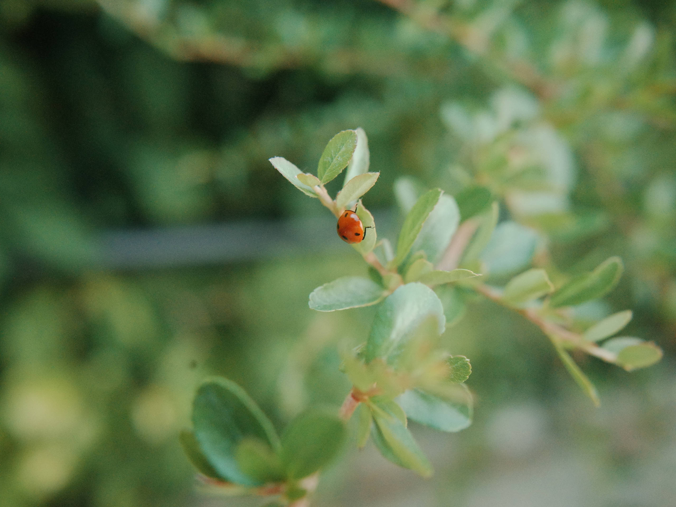 Garden of Forking Paths. Виктория Дини. Арт-фотография