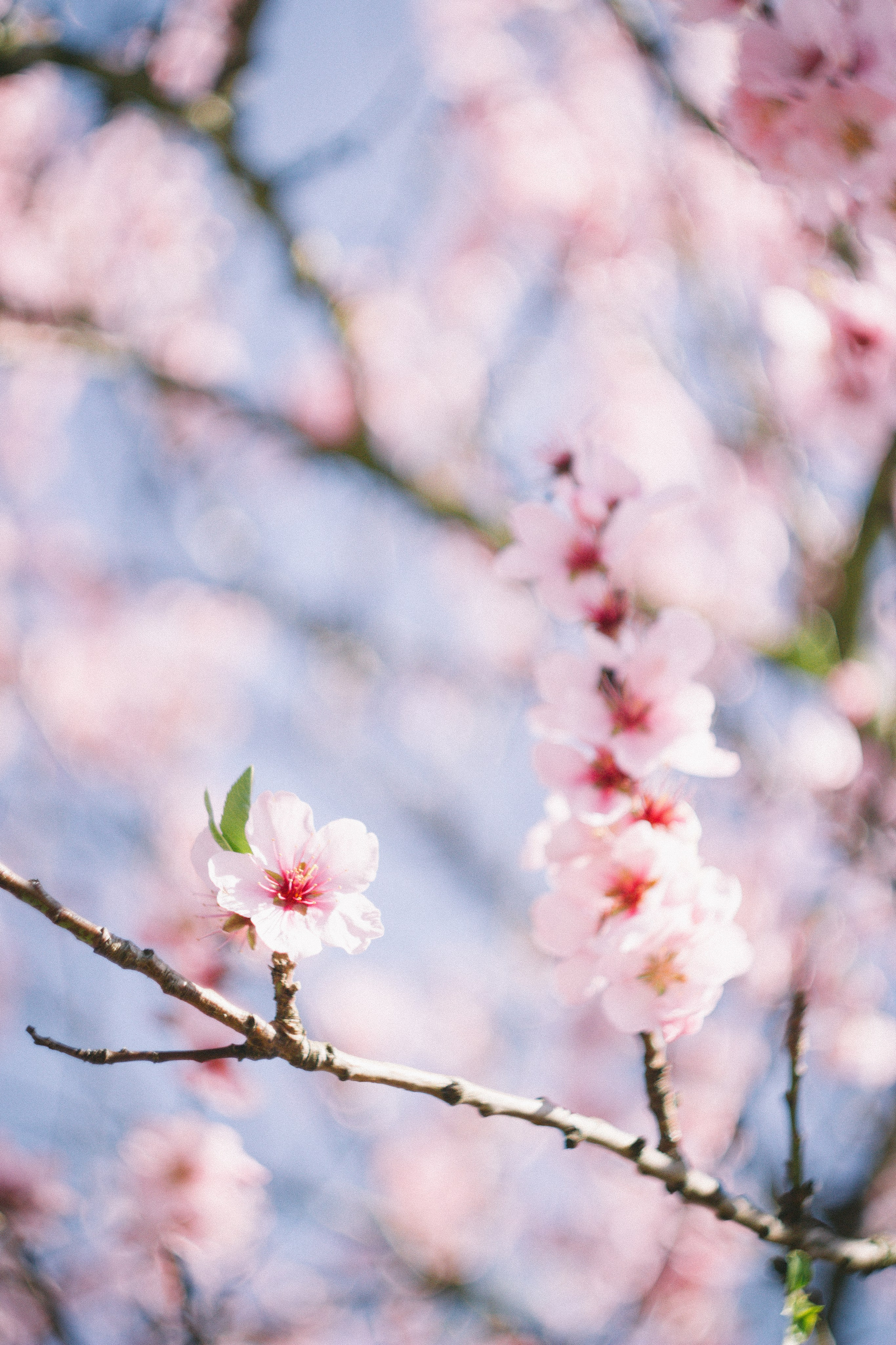 Цветущий миндаль в Пфальце. Фотограф в Германии — Мария Чистякова