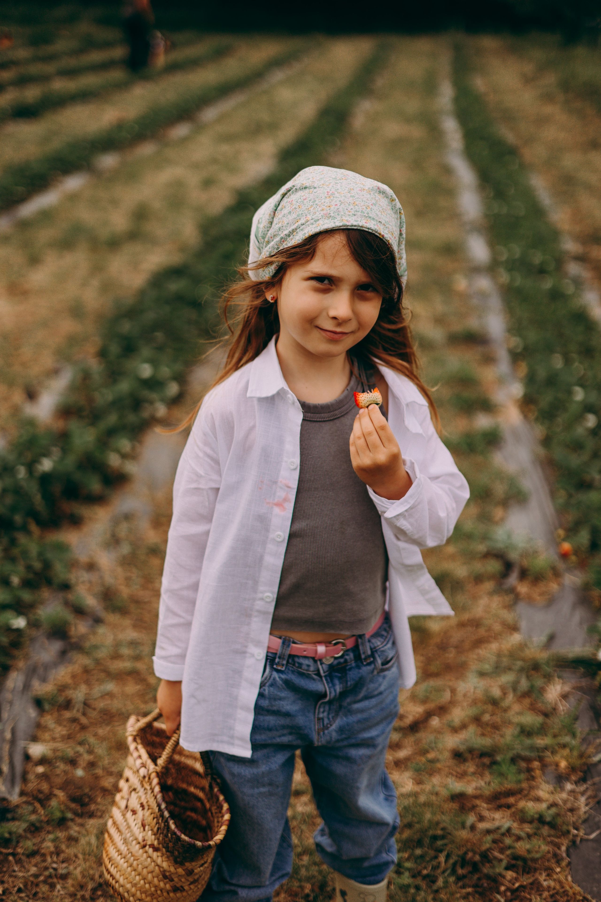 Cueilette fraise. Photographe en Côte d’Azur