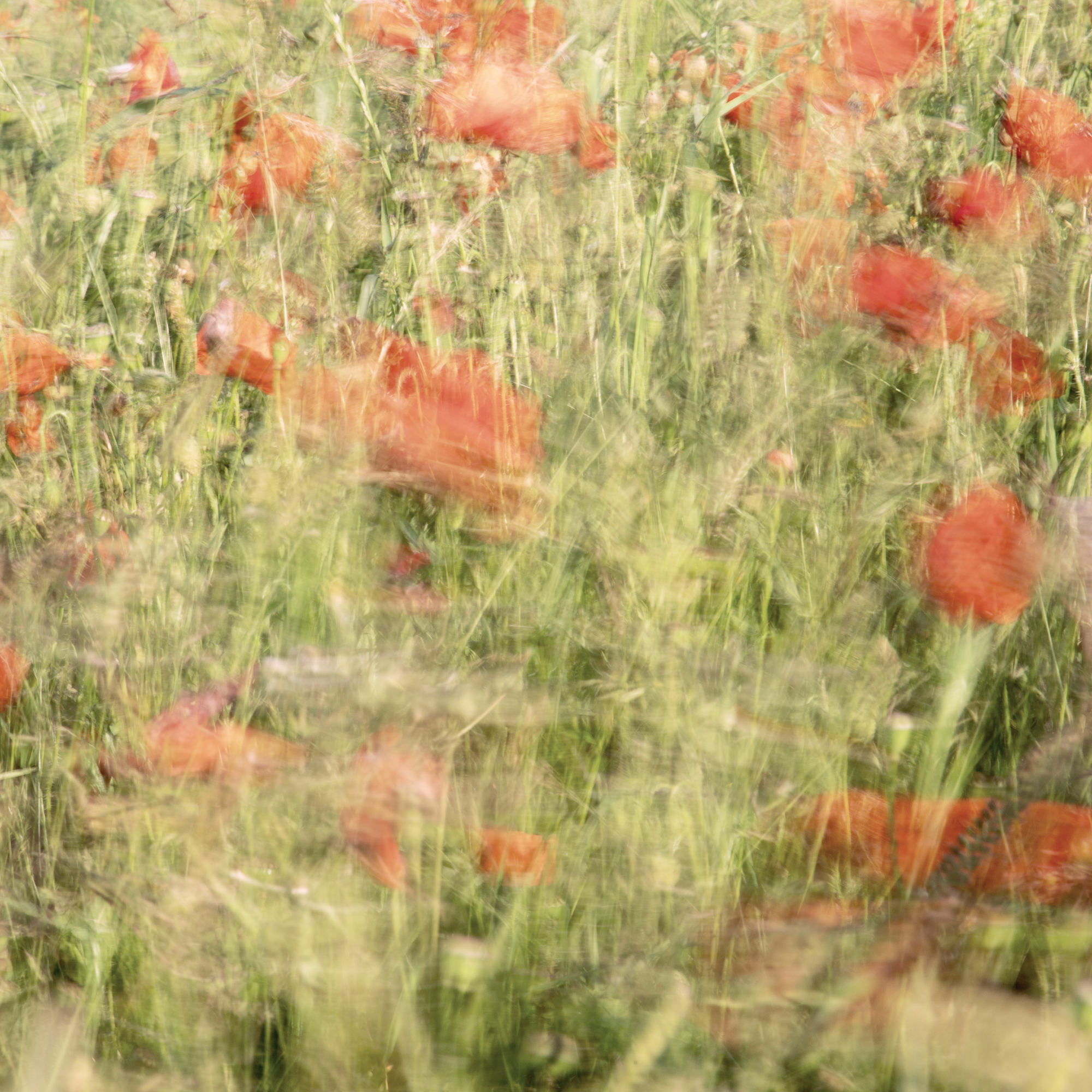 POPPIES PULSE. Natalja Poplavska — Visual artist, Photographer, East Sussex, London