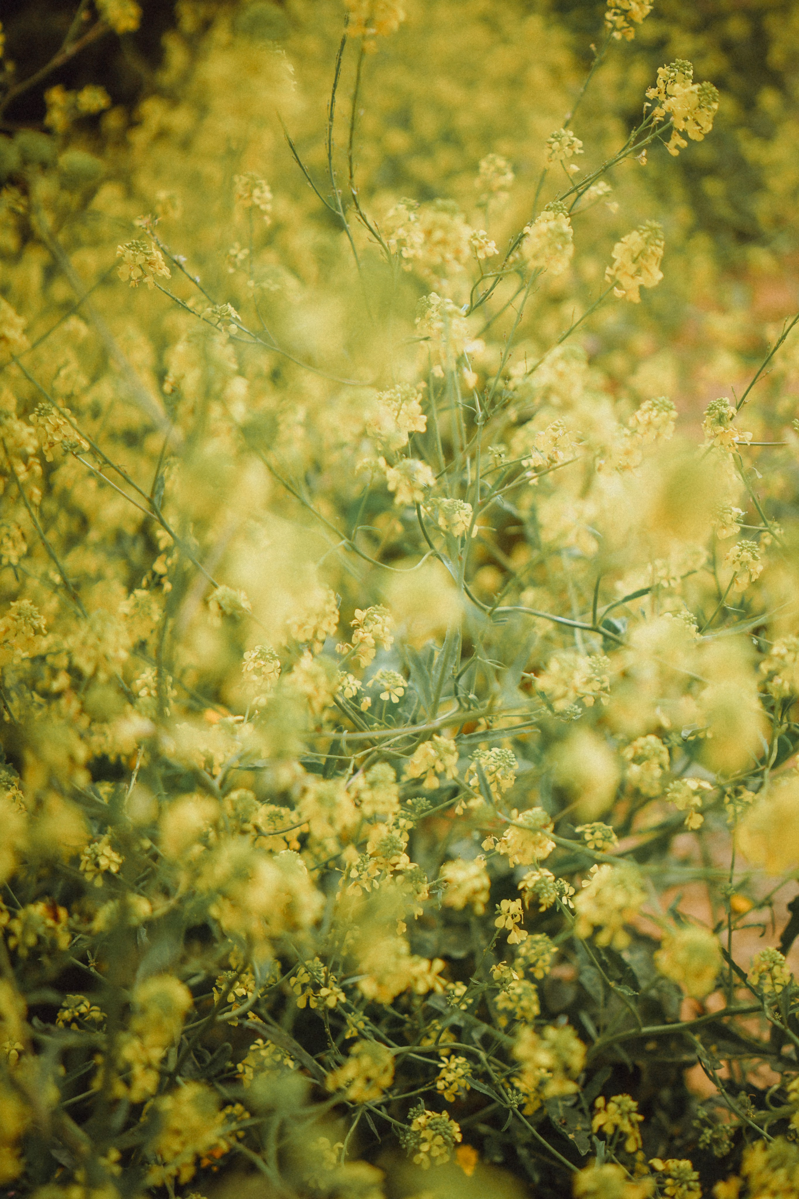 Massif du Cap-Sicié: plages de St.Selon, Jonquet, Boeuf. Photographe à la Seyne sur Mer, Var