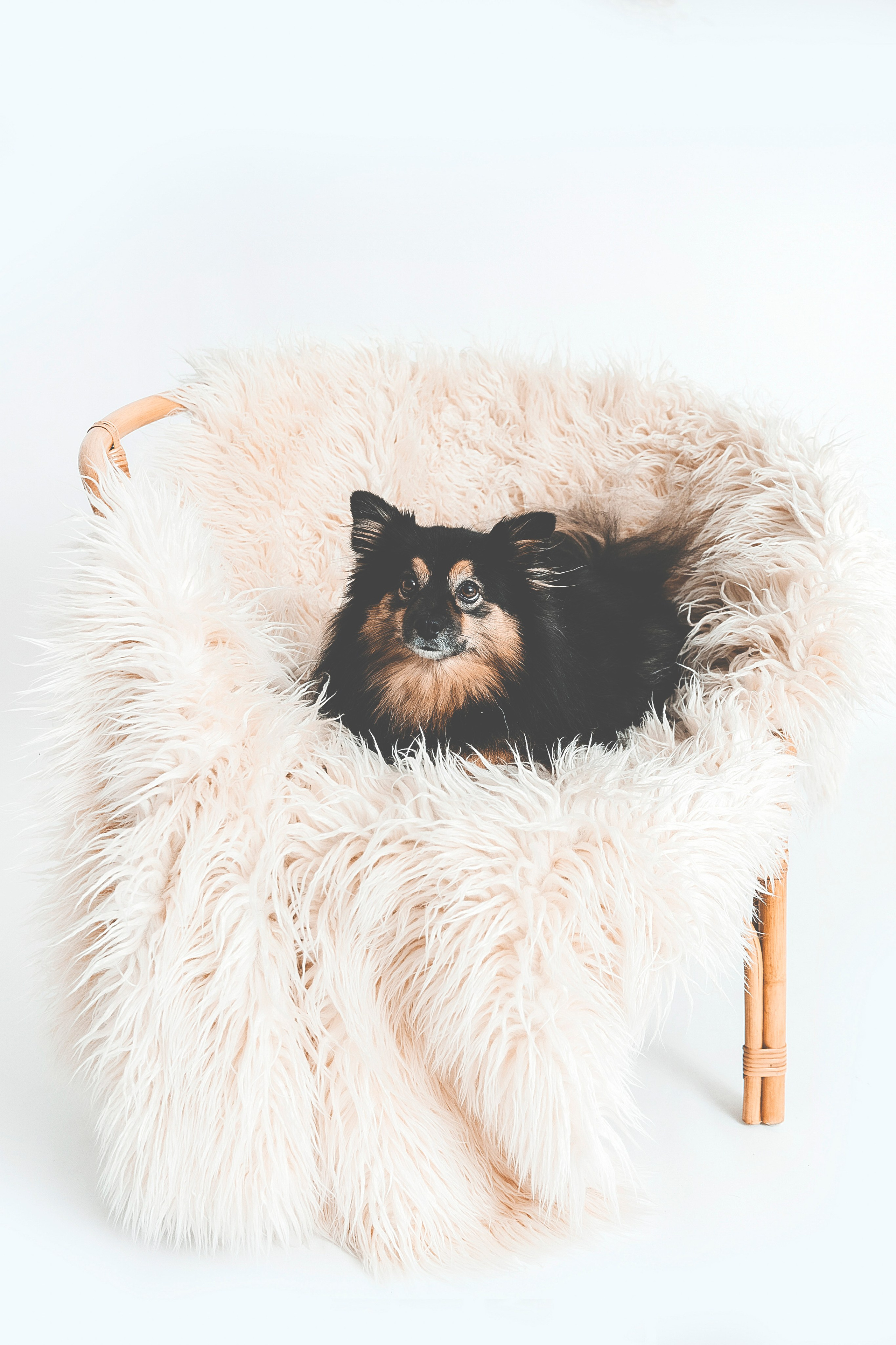 Lemmikit. Senjakulmala.fi