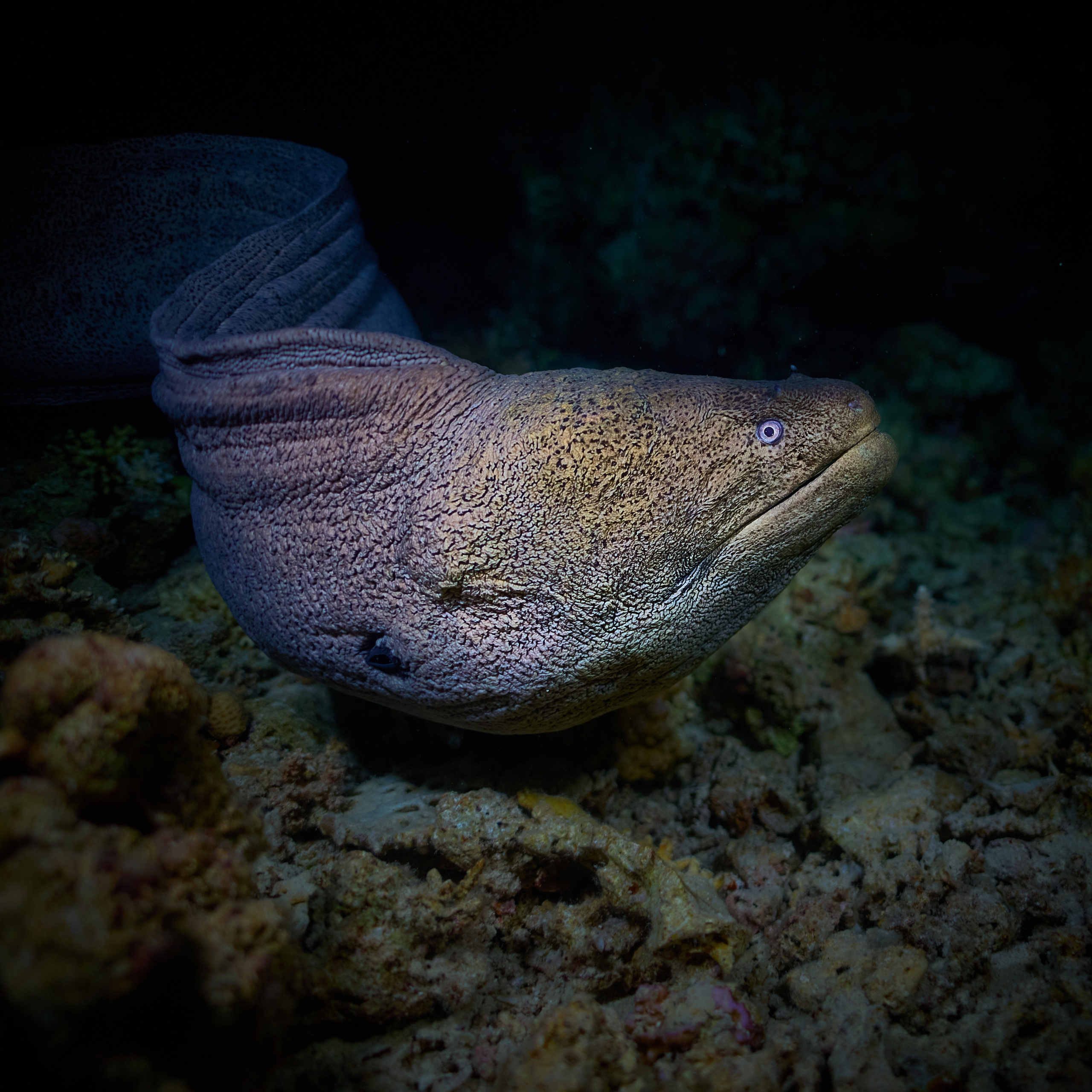 Fotograf podwodny Andriej Szypiłow - Fauna i flora Czerwonego i Adriatyckiego Mórz. Andriej Szypilow - Fotografia & Wideografia