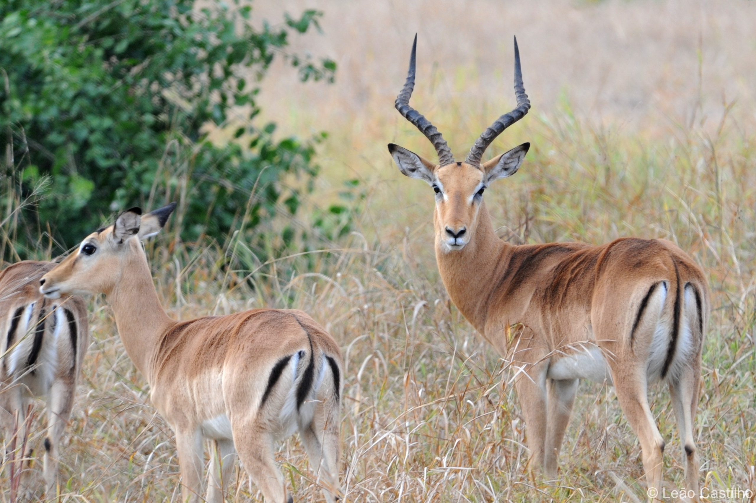 Photos of animals. Simbahalu