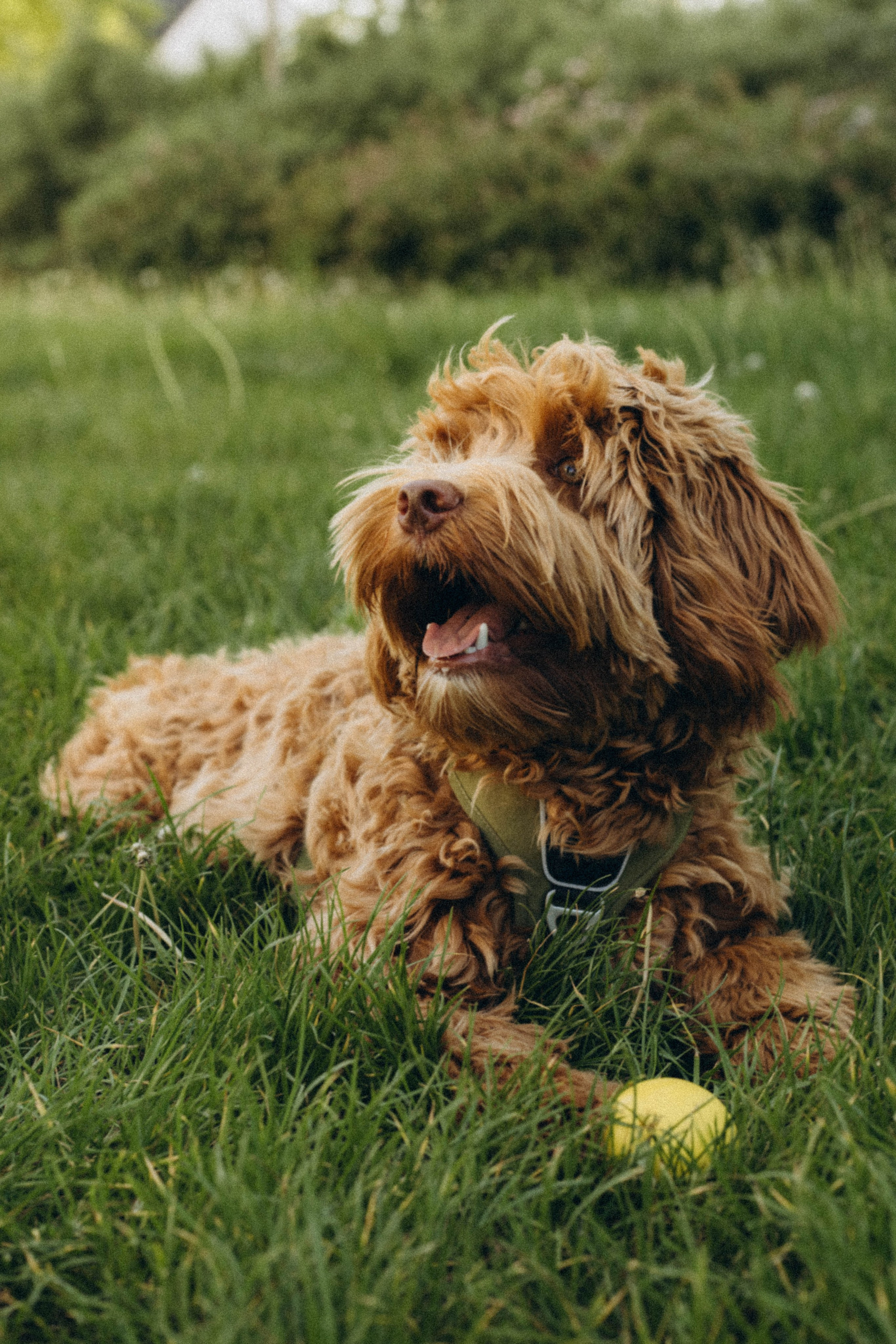 Pets. Photographer Düsseldorf, Cologne, NRW — Kristina Braudo