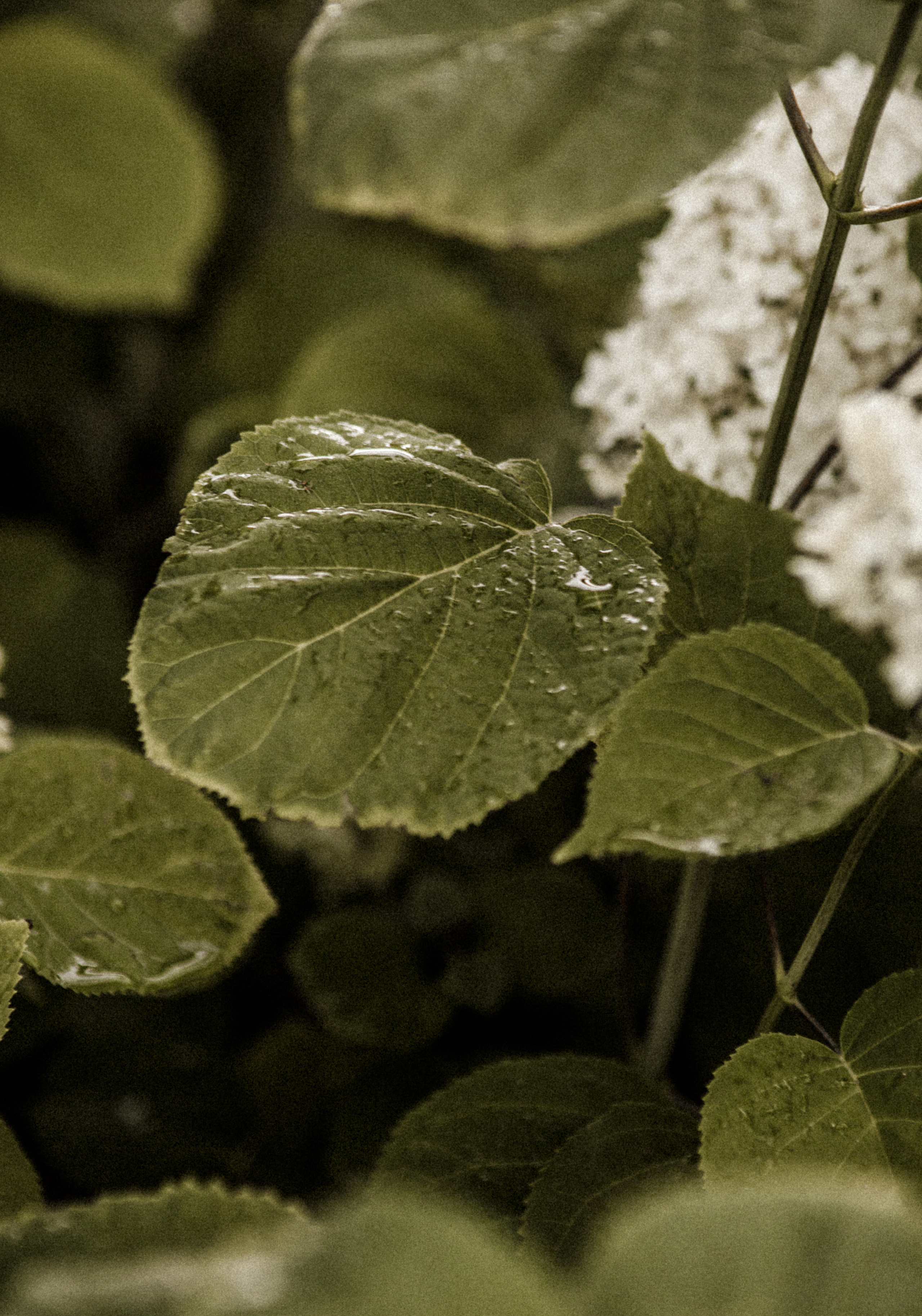 Spring 2021. Fotograf Warszawa, Fotograf ślubny, Фотограф свадебный Варшава