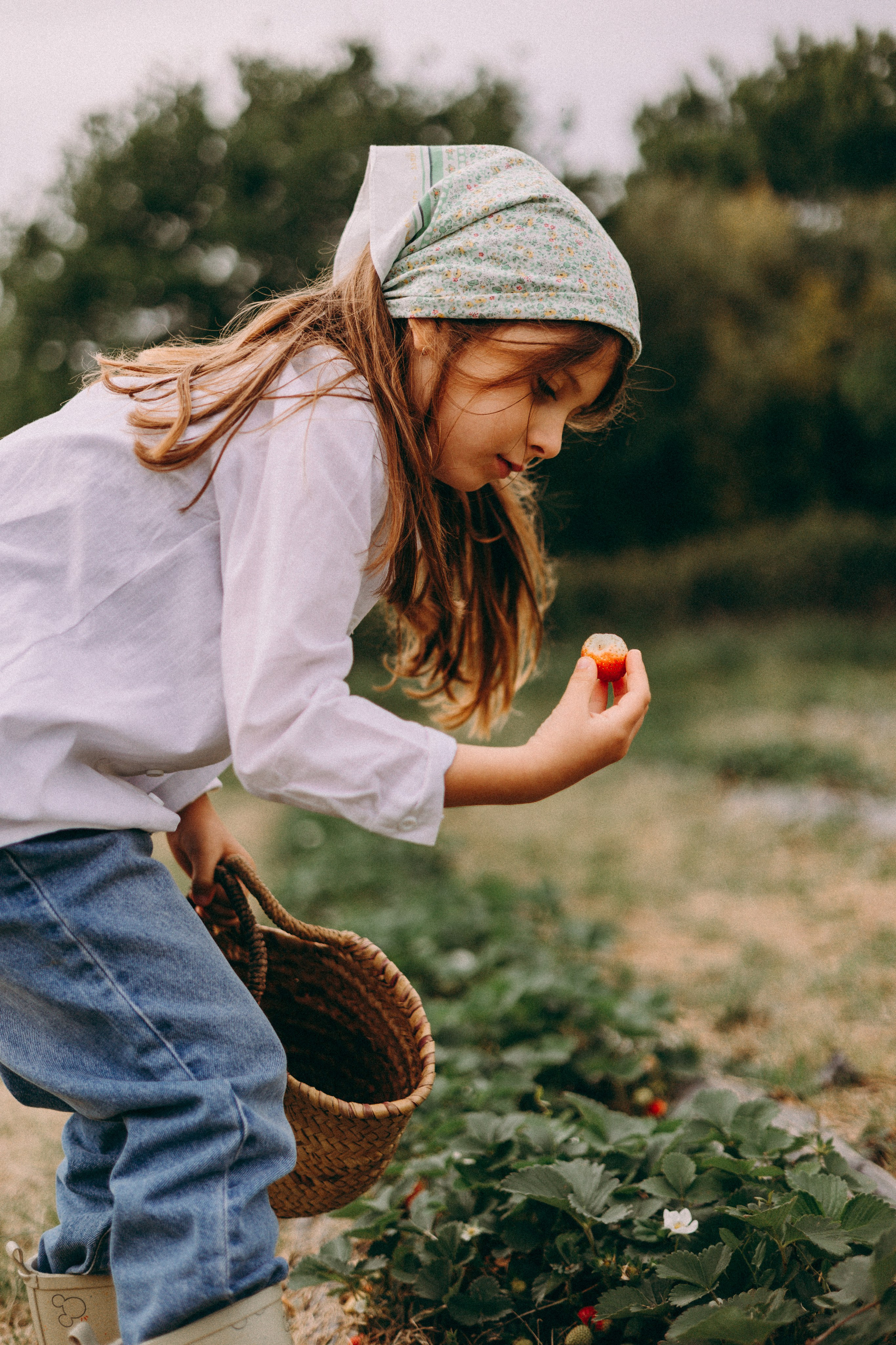 Cueilette fraise. Photographe en Côte d’Azur