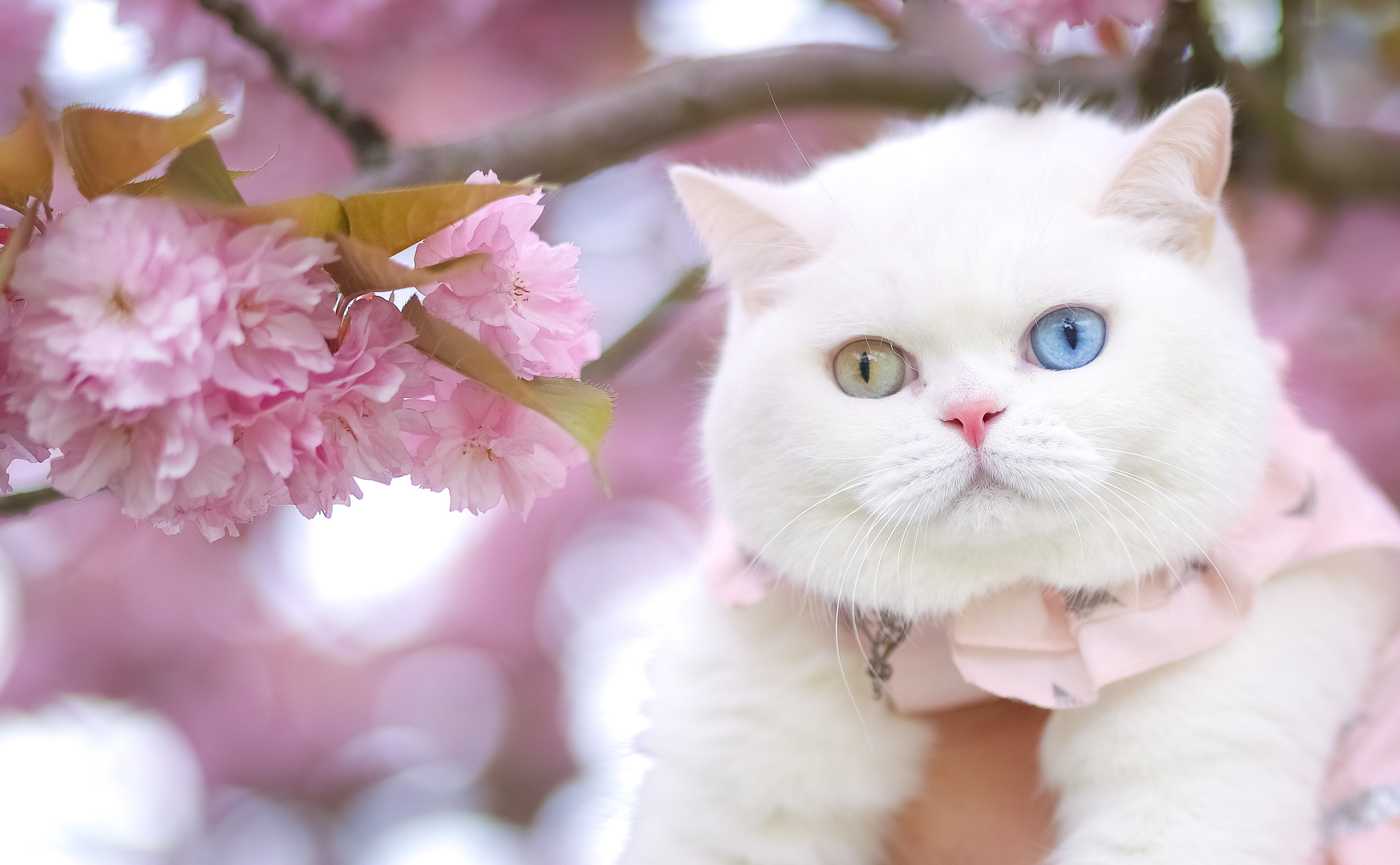 Cherry Blossom. Family & children’s photographer in Herts & West London Iryna Blair