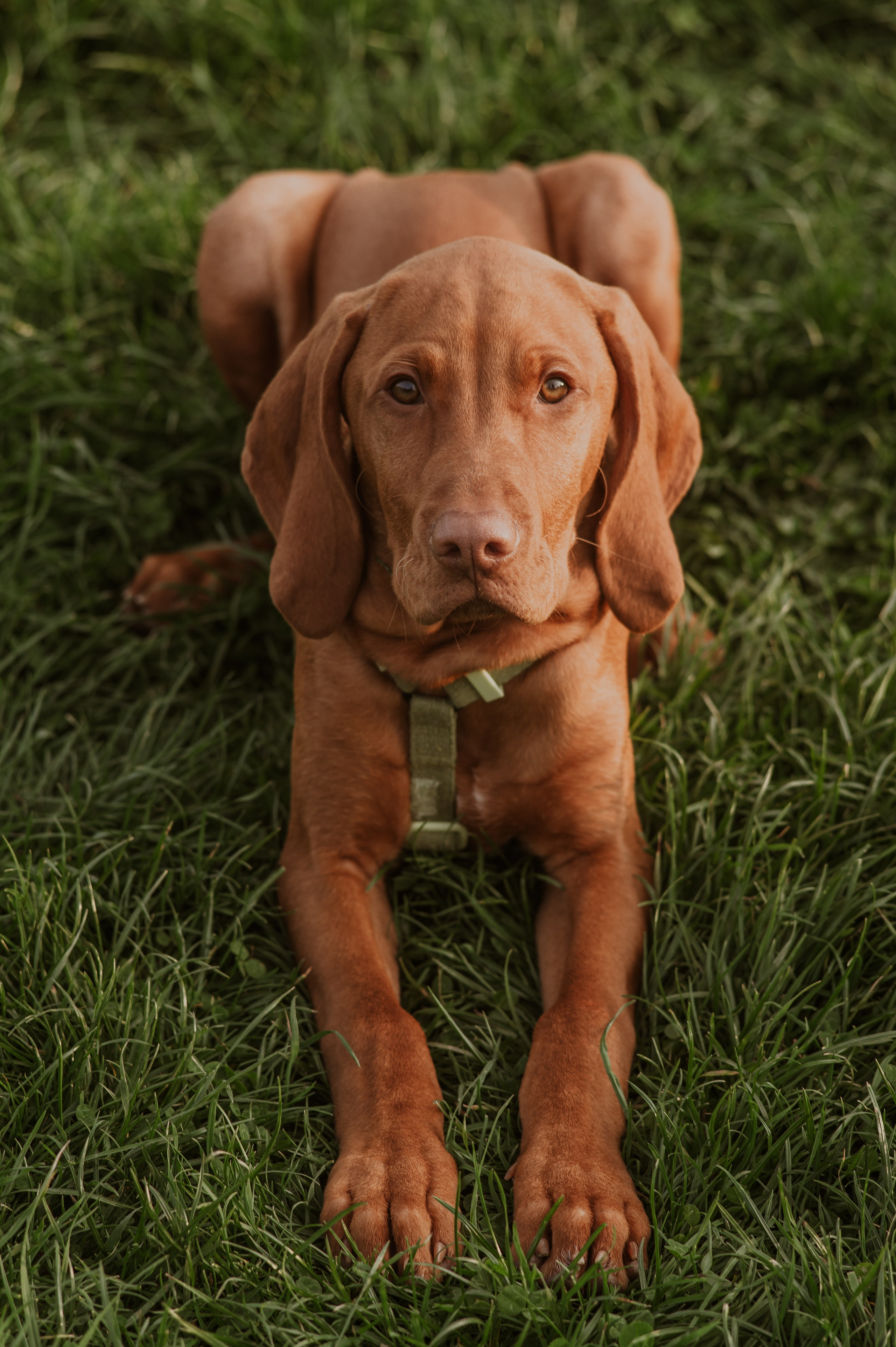 Spontanes Hunderudel im Rosental – Ori trifft neue Freunde. RawPeek