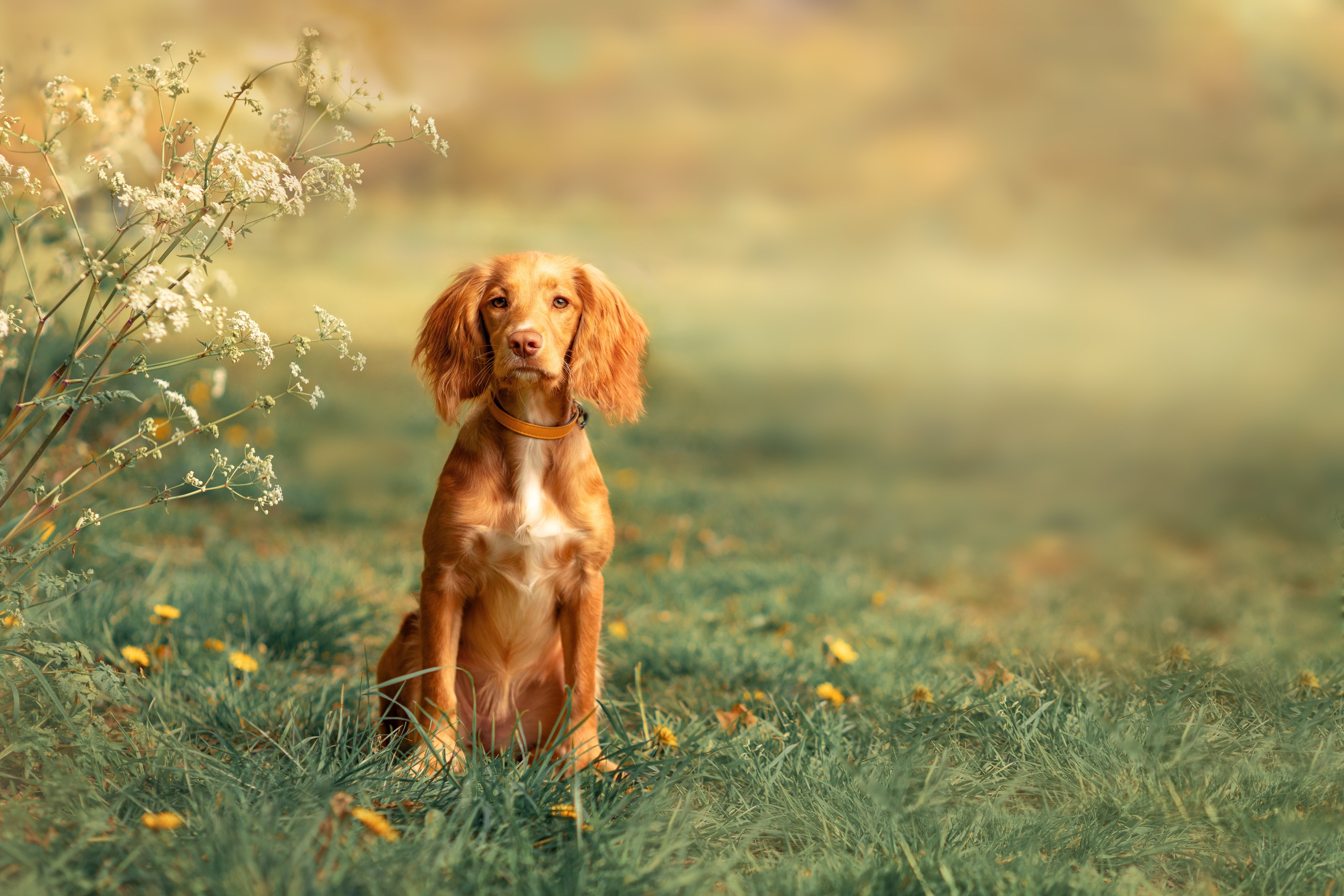 Pets photographer based in Stevenage, Hertfordshire. Stevenage, Hertfordshire family, maternity and newborn photographer