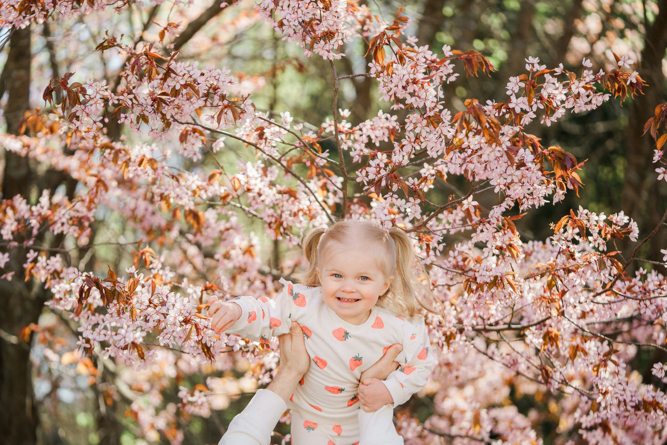 Perhekuvaus kirsikkapuistossa Helsingissä