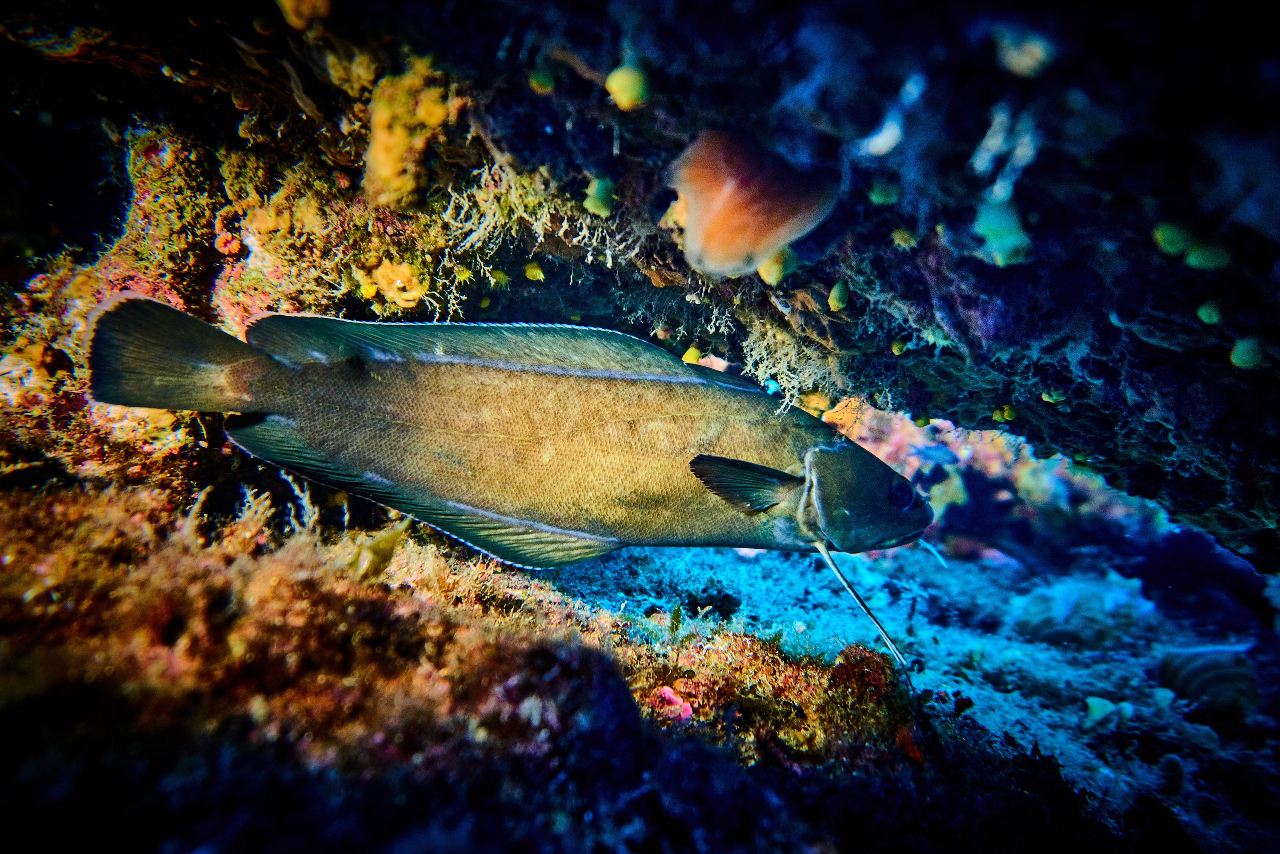 Fotograf podwodny Andriej Szypiłow. Andriej Szypilow - Fotografia & Wideografia