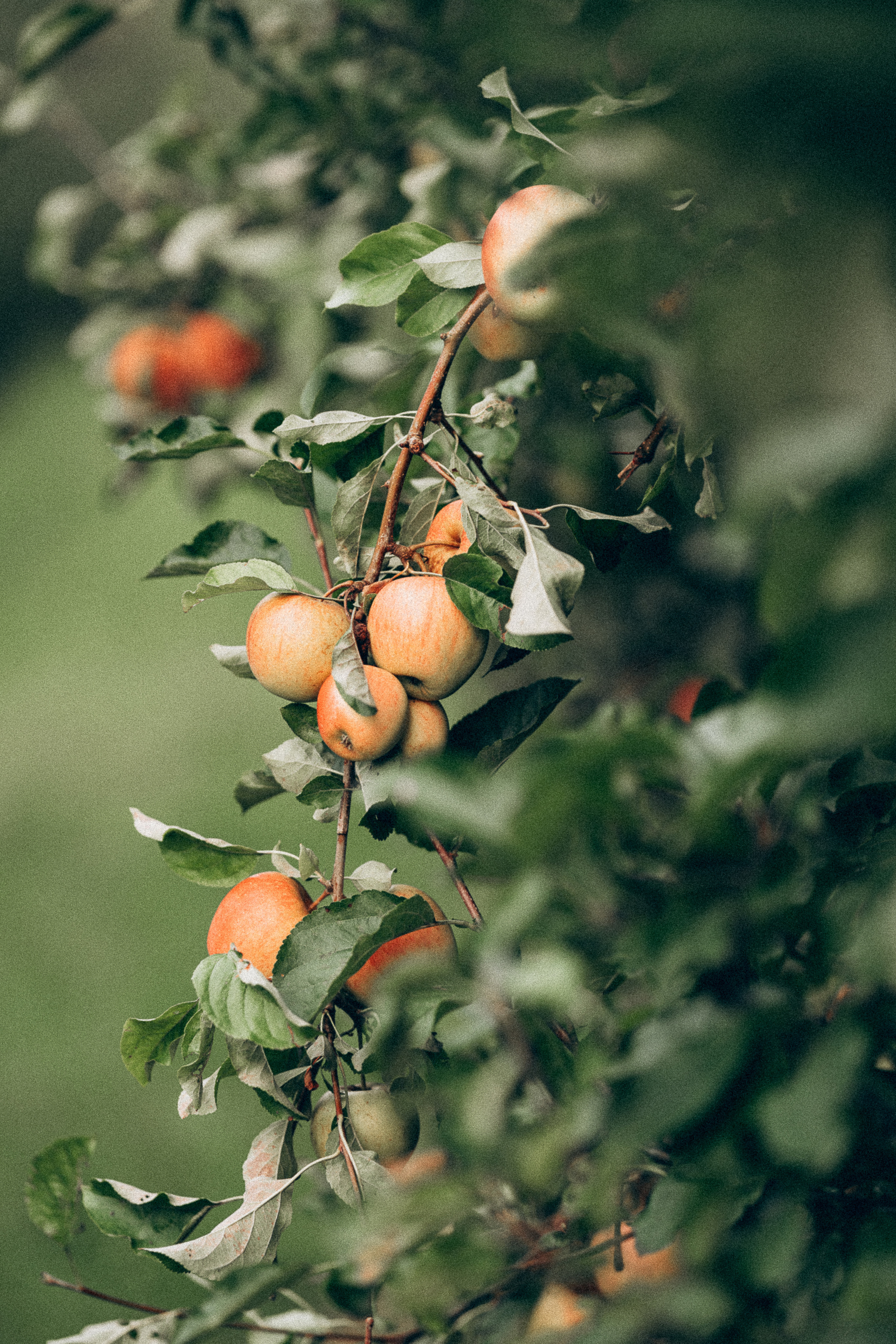 Яблочный сад. Family, Lifestyle and Portrait photograher in Trier, Germany