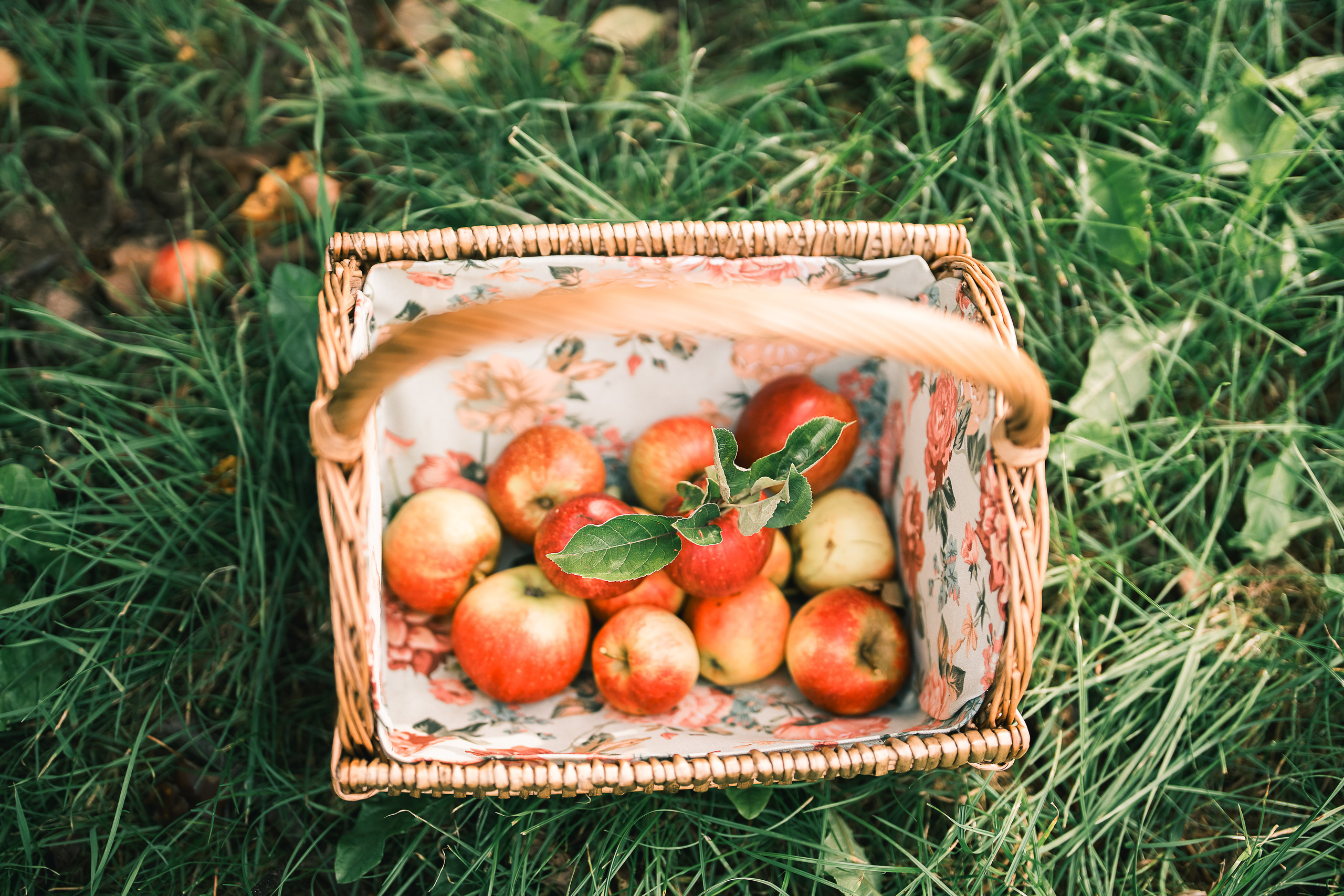 Яблочный сад. Family, Lifestyle and Portrait photograher in Trier, Germany