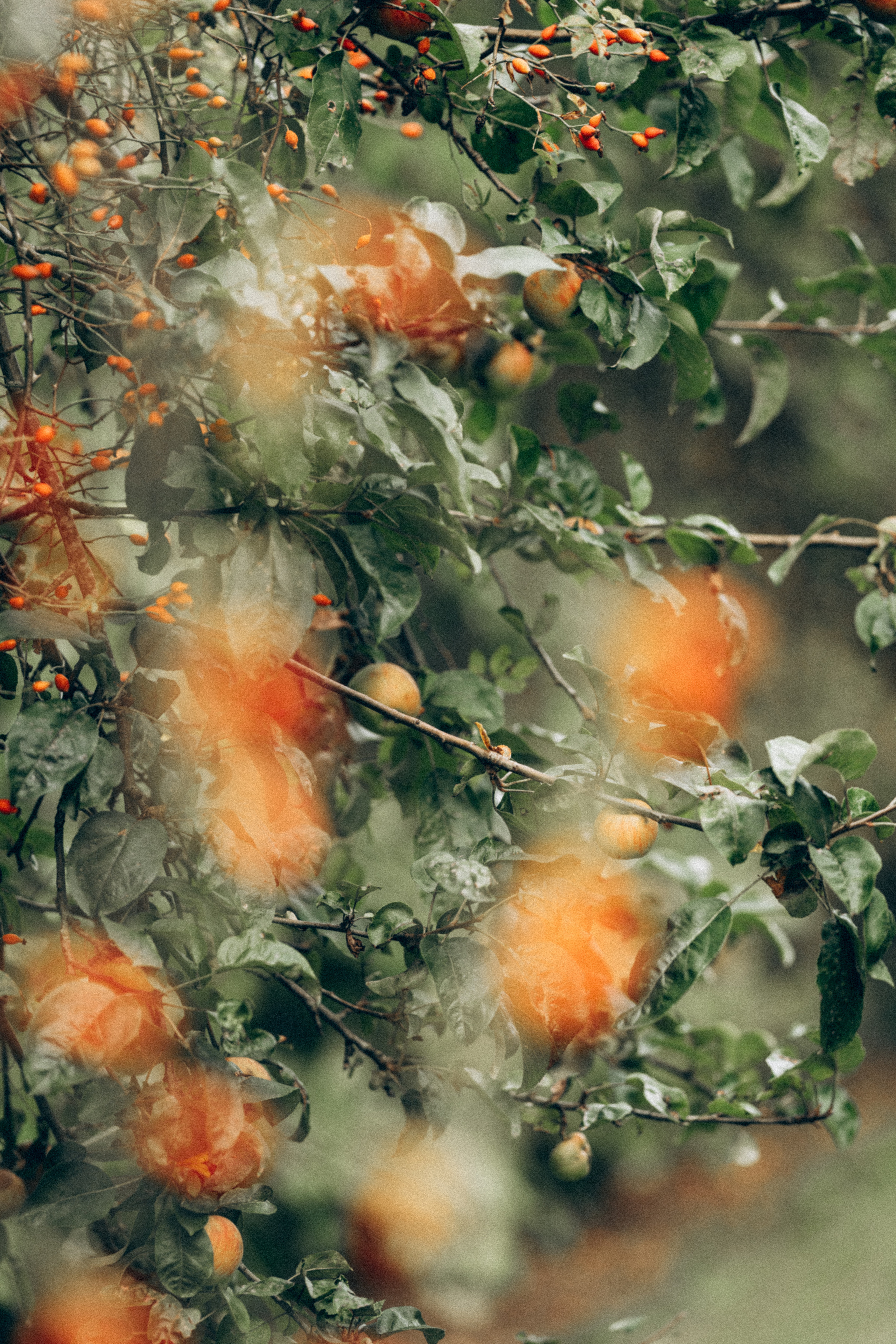 Яблочный сад. Family, Lifestyle and Portrait photograher in Trier, Germany