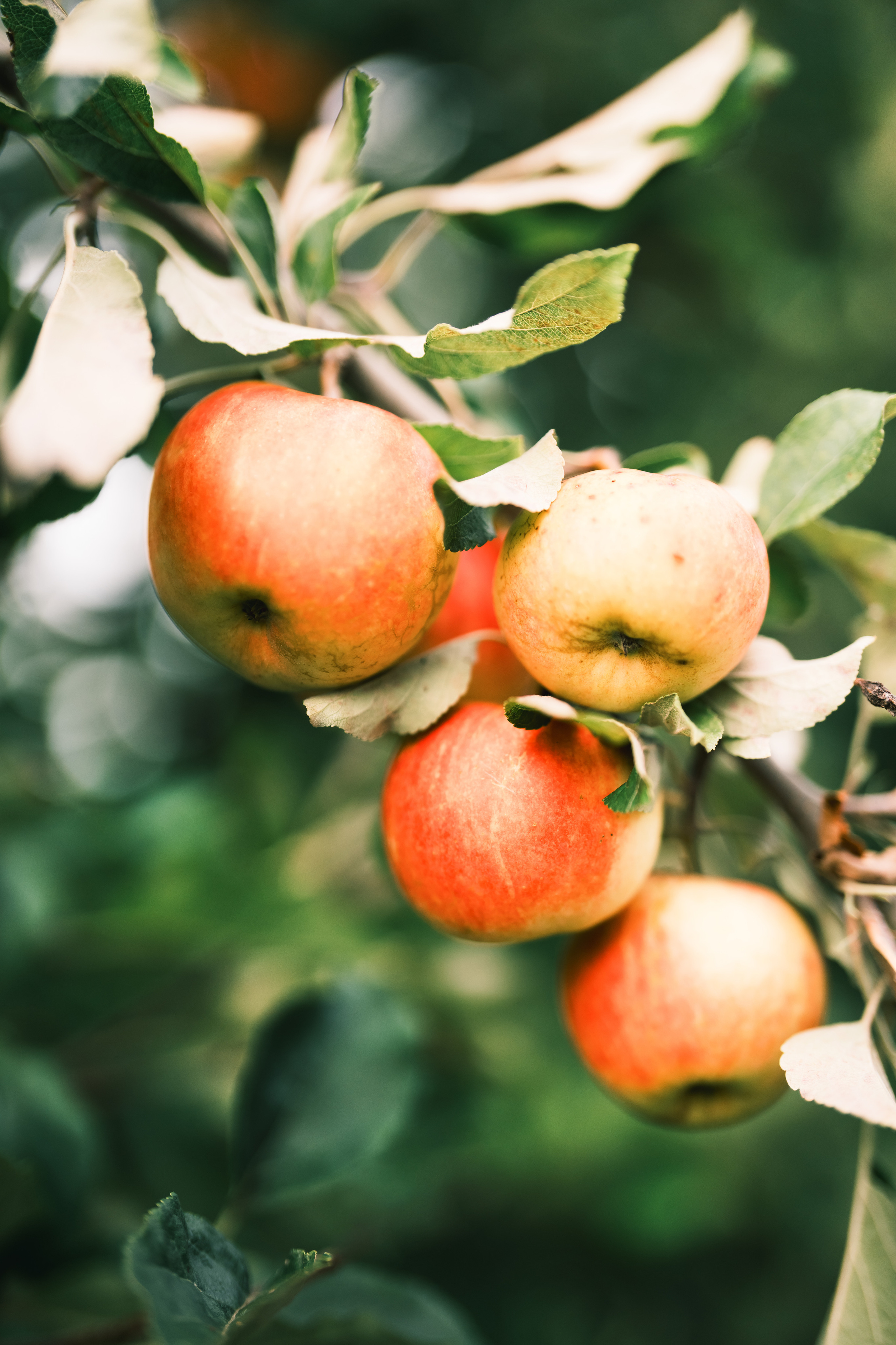 Яблочный сад. Family, Lifestyle and Portrait photograher in Trier, Germany