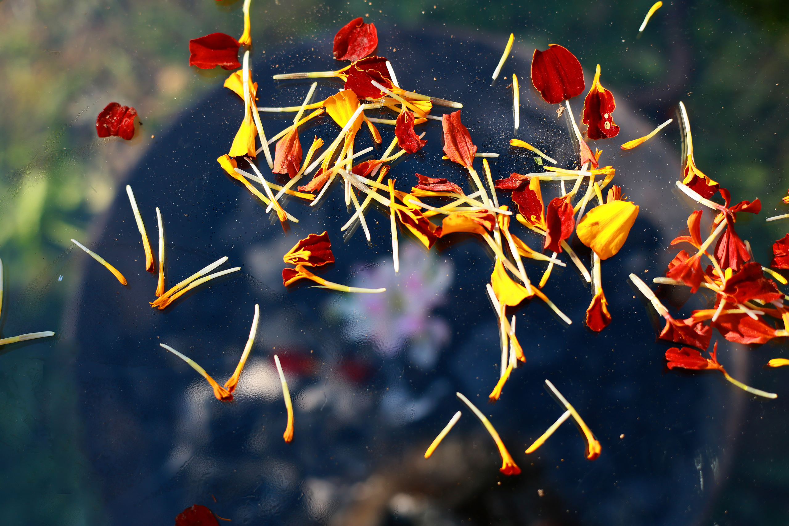 NATURE MORTE et VIVANTE. Natalia Bogdanovska. Films et photographie corporate en France