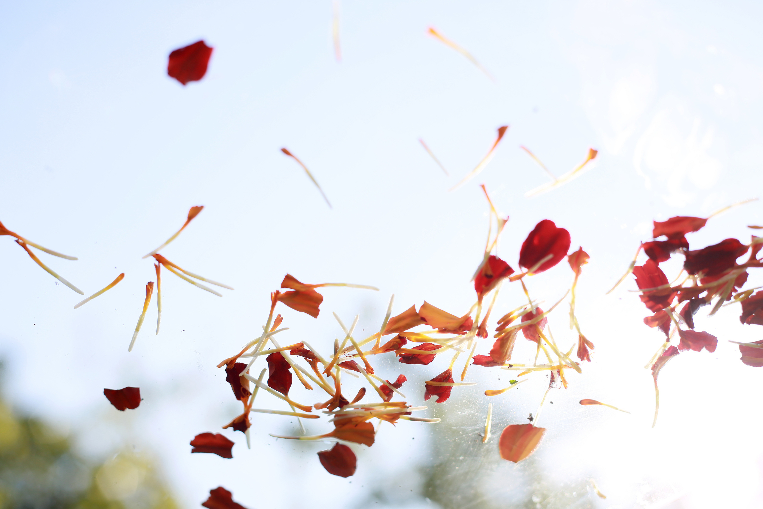 NATURE MORTE et VIVANTE. Natalia Bogdanovska. Films et photographie corporate en France