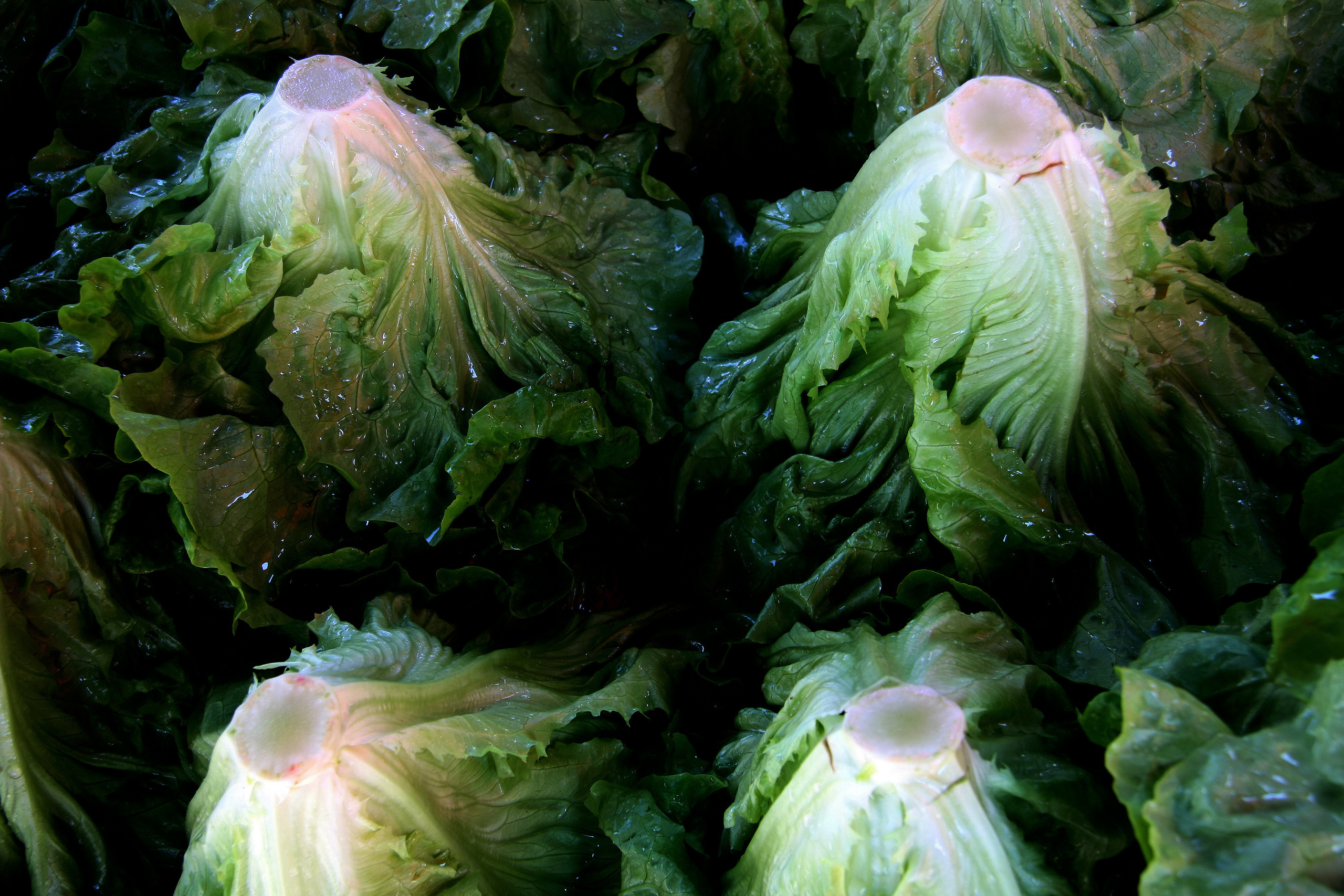 NATURE MORTE et VIVANTE. Natalia Bogdanovska. Films et photographie corporate en France