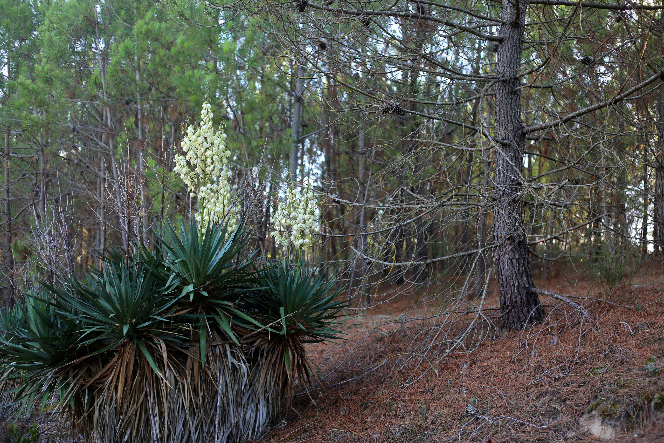 NATURE MORTE et VIVANTE. Natalia Bogdanovska. Films et photographie corporate en France