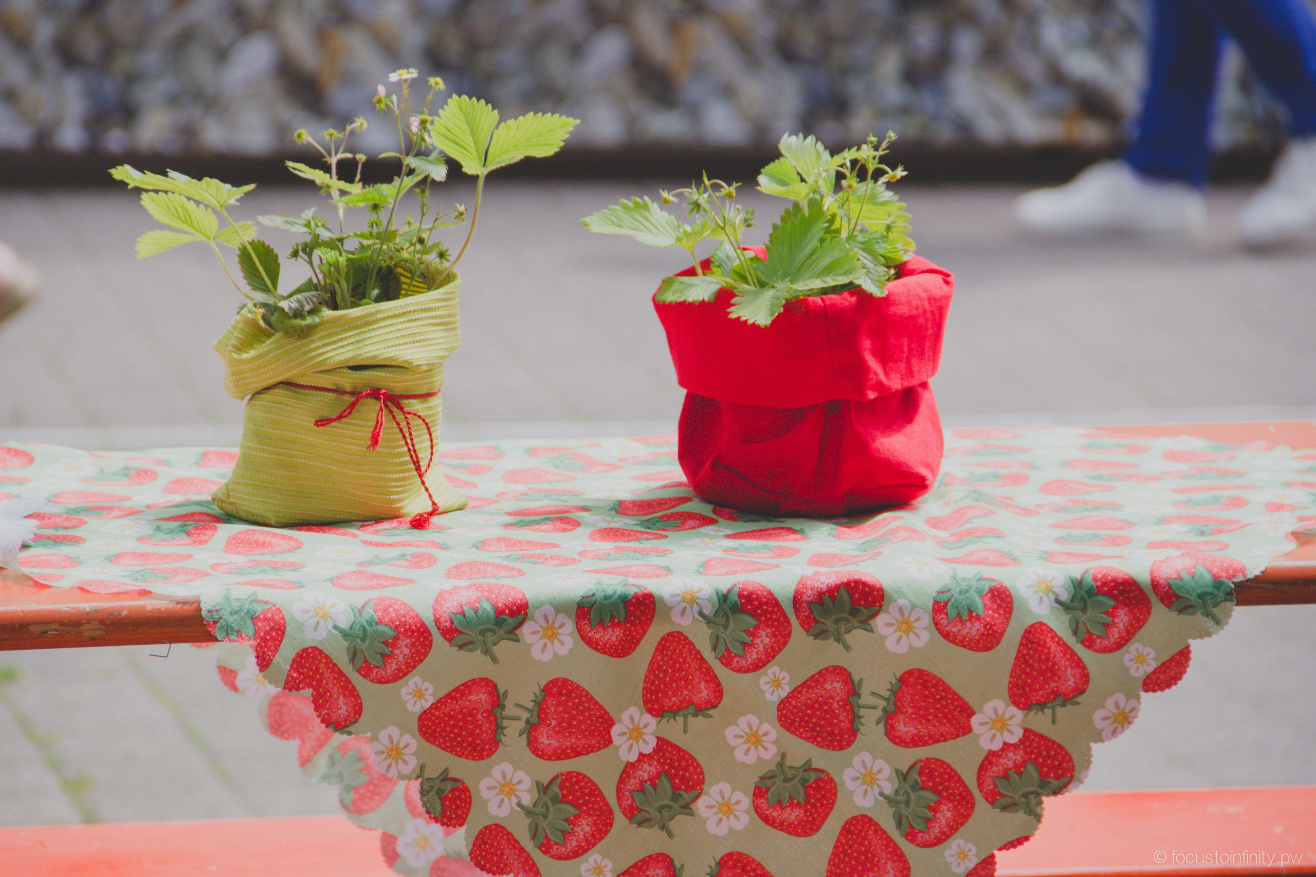 Праздник клубники в Оберкирхе. Фотограф в Германии — Мария Чистякова