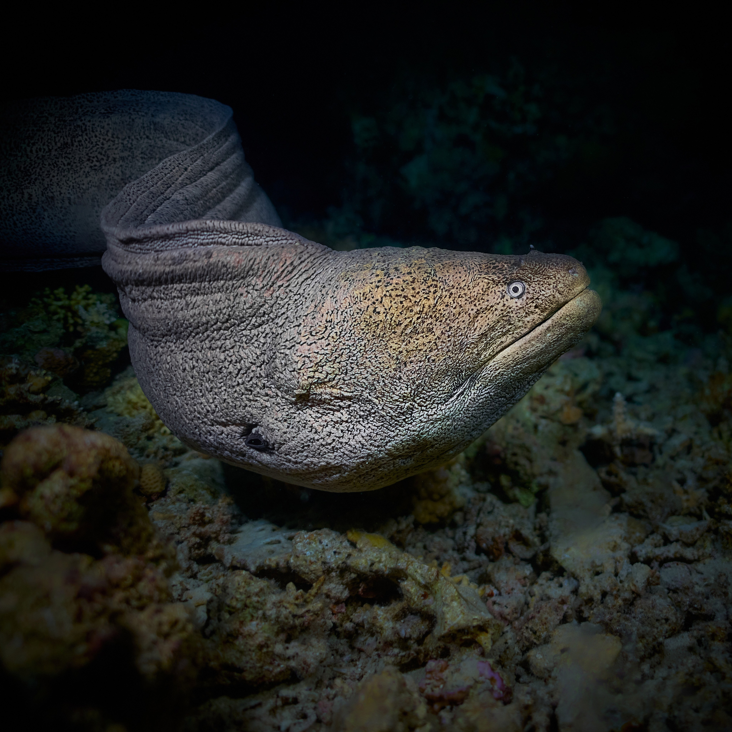 Fotograf podwodny Andriej Szypiłow - Fauna i flora Czerwonego i Adriatyckiego Mórz. Andriej Szypilow - Fotografia & Wideografia
