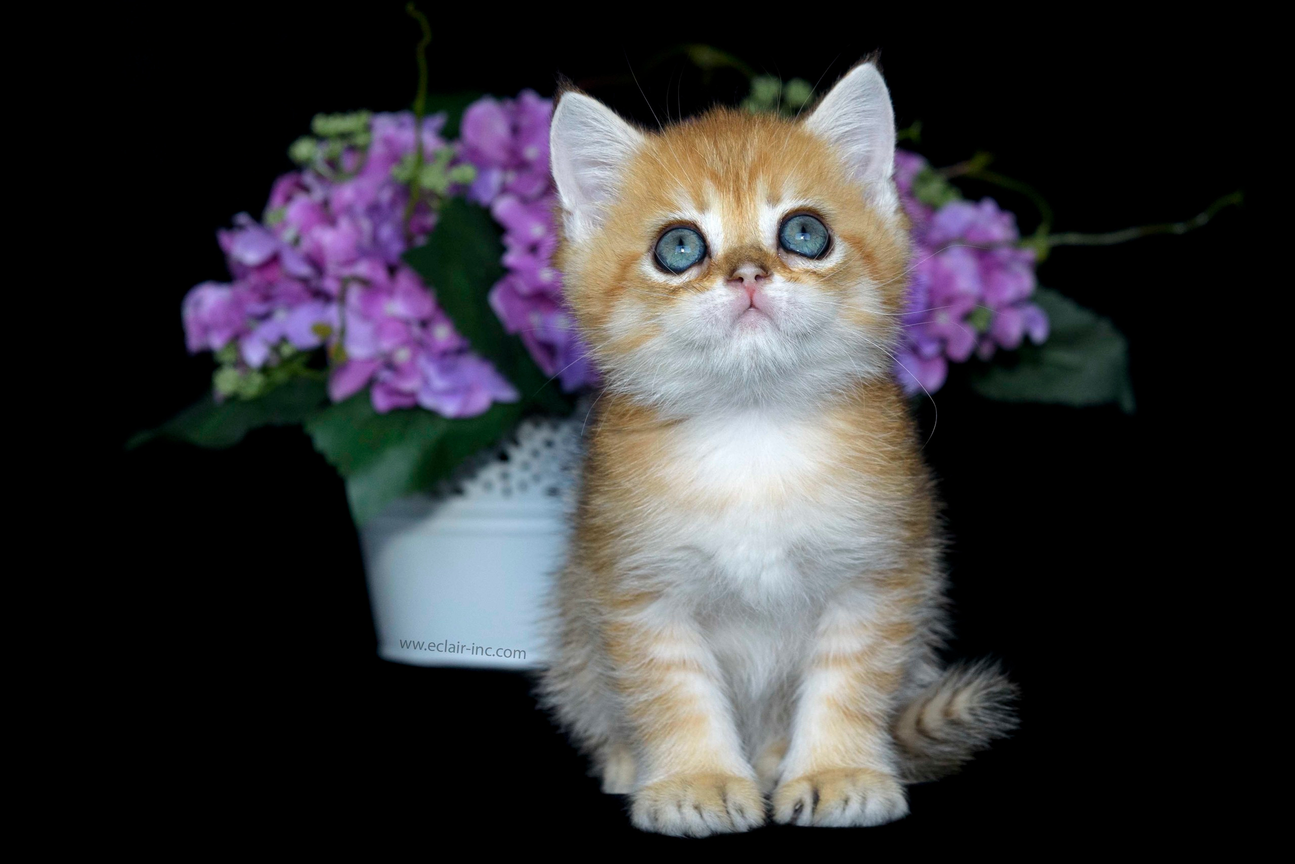 british shorthair golden, british shorthair golden cattery, british shorthair cattery greece, british golden chinchilla greece, british shorthair price, british shorthair Cyprus price, british shorthair Limassol price, cattery british shorthair Limassol, cattery british shorthair Cyprus, british shorthair kittens price, Cattery British shorthair Cyprus, cattery british shorthair Limassol, british kittens Limassol, british kittens Limassol price, cats for sale Limassol, kitten for sale Limassol, kitten for sale Cyprus, kitten for sale with pedigree limassol, cats for sale Limassol, cats for sale Larnaka, cats for sale Nicosia, kittens for sale Limassol, kittens for sale with pedigree Limassol