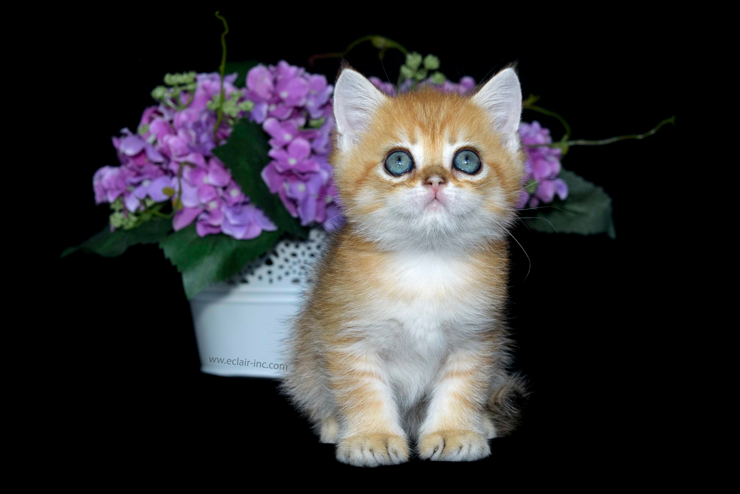 british shorthair golden, british shorthair golden cattery, british shorthair cattery greece, british golden chinchilla greece, british shorthair price, british shorthair Cyprus price, british shorthair Limassol price, cattery british shorthair Limassol, cattery british shorthair Cyprus, british shorthair kittens price, Cattery British shorthair Cyprus, cattery british shorthair Limassol, british kittens Limassol, british kittens Limassol price, cats for sale Limassol, kitten for sale Limassol, kitten for sale Cyprus, kitten for sale with pedigree limassol, cats for sale Limassol, cats for sale Larnaka, cats for sale Nicosia, kittens for sale Limassol, kittens for sale with pedigree Limassol