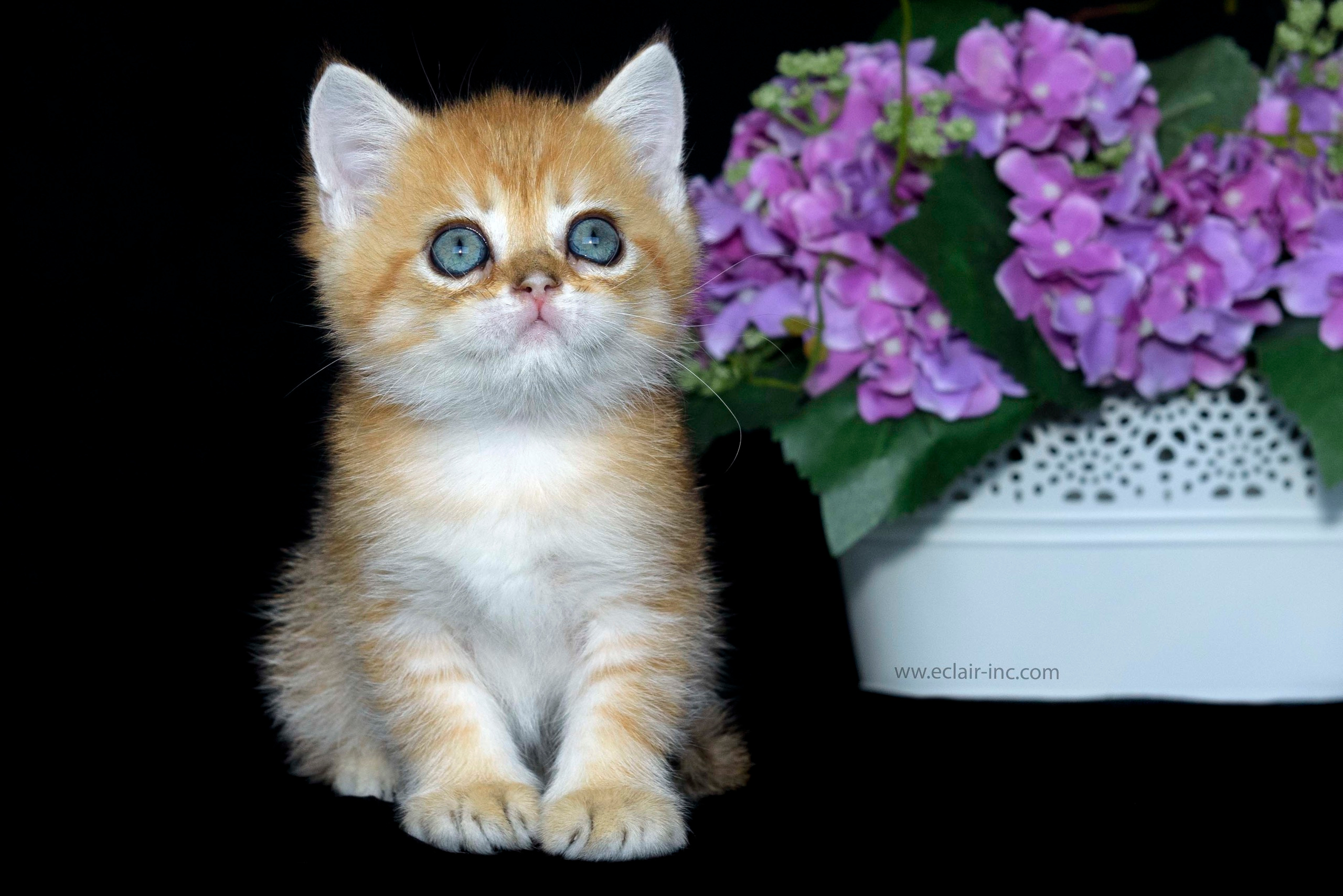 british shorthair golden, british shorthair golden cattery, british shorthair cattery greece, british golden chinchilla greece, british shorthair price, british shorthair Cyprus price, british shorthair Limassol price, cattery british shorthair Limassol, cattery british shorthair Cyprus, british shorthair kittens price, Cattery British shorthair Cyprus, cattery british shorthair Limassol, british kittens Limassol, british kittens Limassol price, cats for sale Limassol, kitten for sale Limassol, kitten for sale Cyprus, kitten for sale with pedigree limassol, cats for sale Limassol, cats for sale Larnaka, cats for sale Nicosia, kittens for sale Limassol, kittens for sale with pedigree Limassol