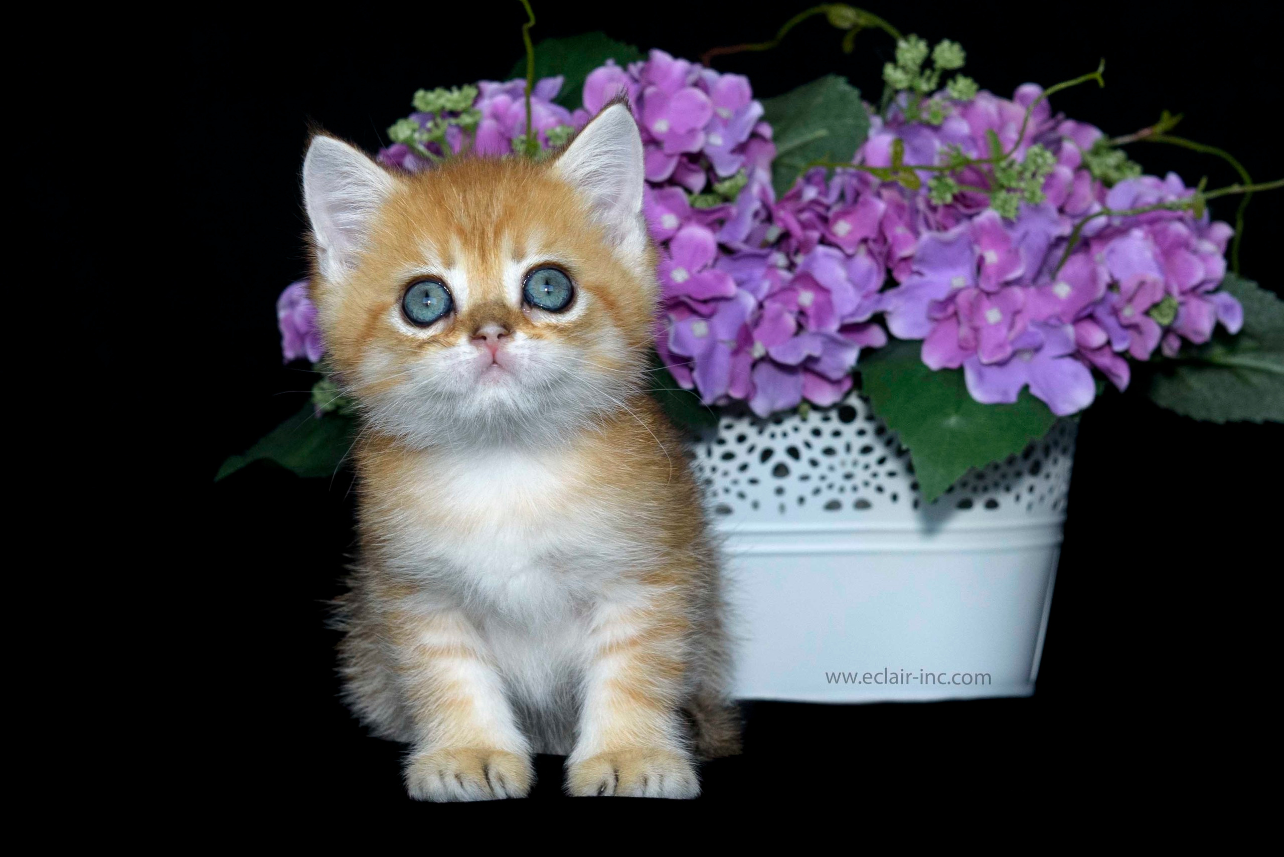 british shorthair golden, british shorthair golden cattery, british shorthair cattery greece, british golden chinchilla greece, british shorthair price, british shorthair Cyprus price, british shorthair Limassol price, cattery british shorthair Limassol, cattery british shorthair Cyprus, british shorthair kittens price, Cattery British shorthair Cyprus, cattery british shorthair Limassol, british kittens Limassol, british kittens Limassol price, cats for sale Limassol, kitten for sale Limassol, kitten for sale Cyprus, kitten for sale with pedigree limassol, cats for sale Limassol, cats for sale Larnaka, cats for sale Nicosia, kittens for sale Limassol, kittens for sale with pedigree Limassol