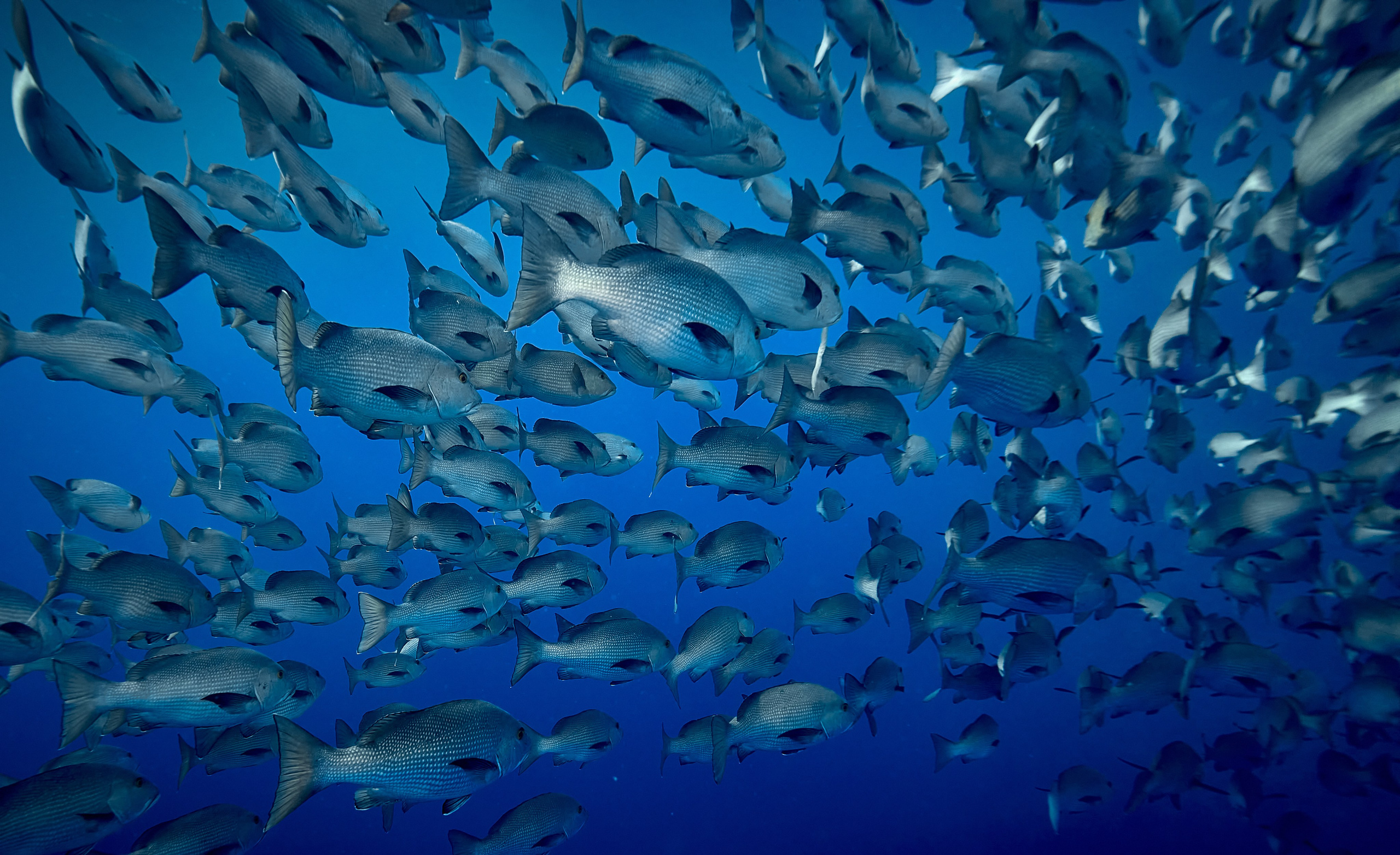 Fotograf podwodny Andriej Szypiłow - Fauna i flora Czerwonego i Adriatyckiego Mórz. Andriej Szypilow - Fotografia & Wideografia