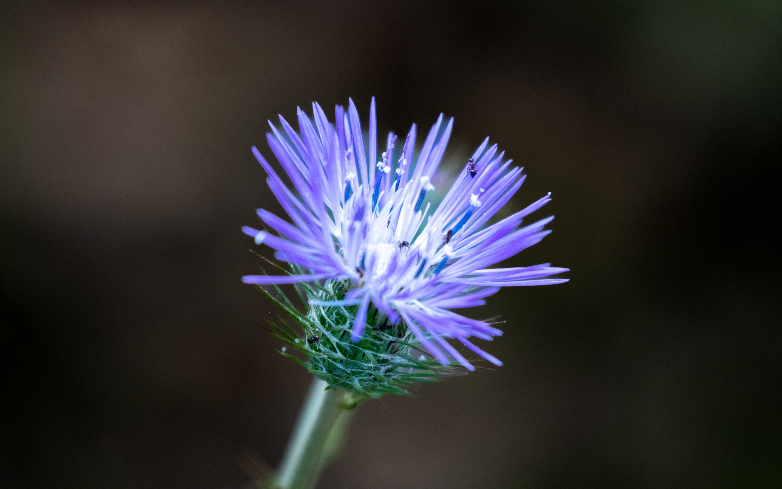 Macro Photography. Hi, my name is Eric T and I am Iris photographer