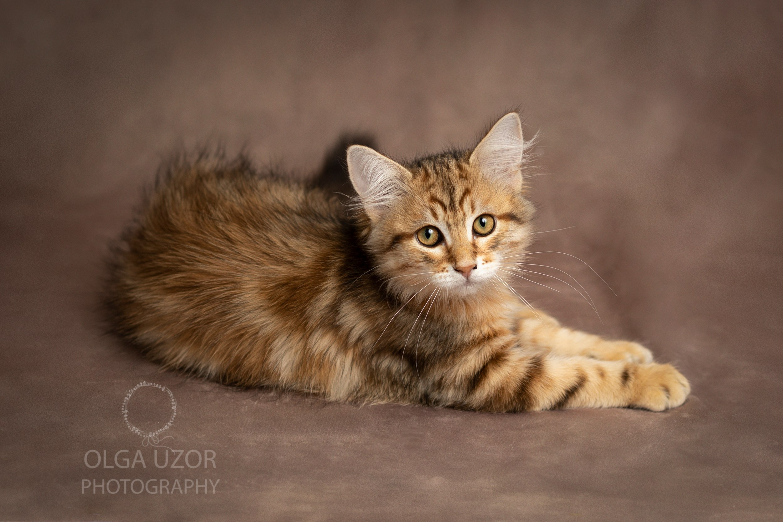 Pets photographer based in Stevenage, Hertfordshire. Stevenage, Hertfordshire family, maternity and newborn photographer