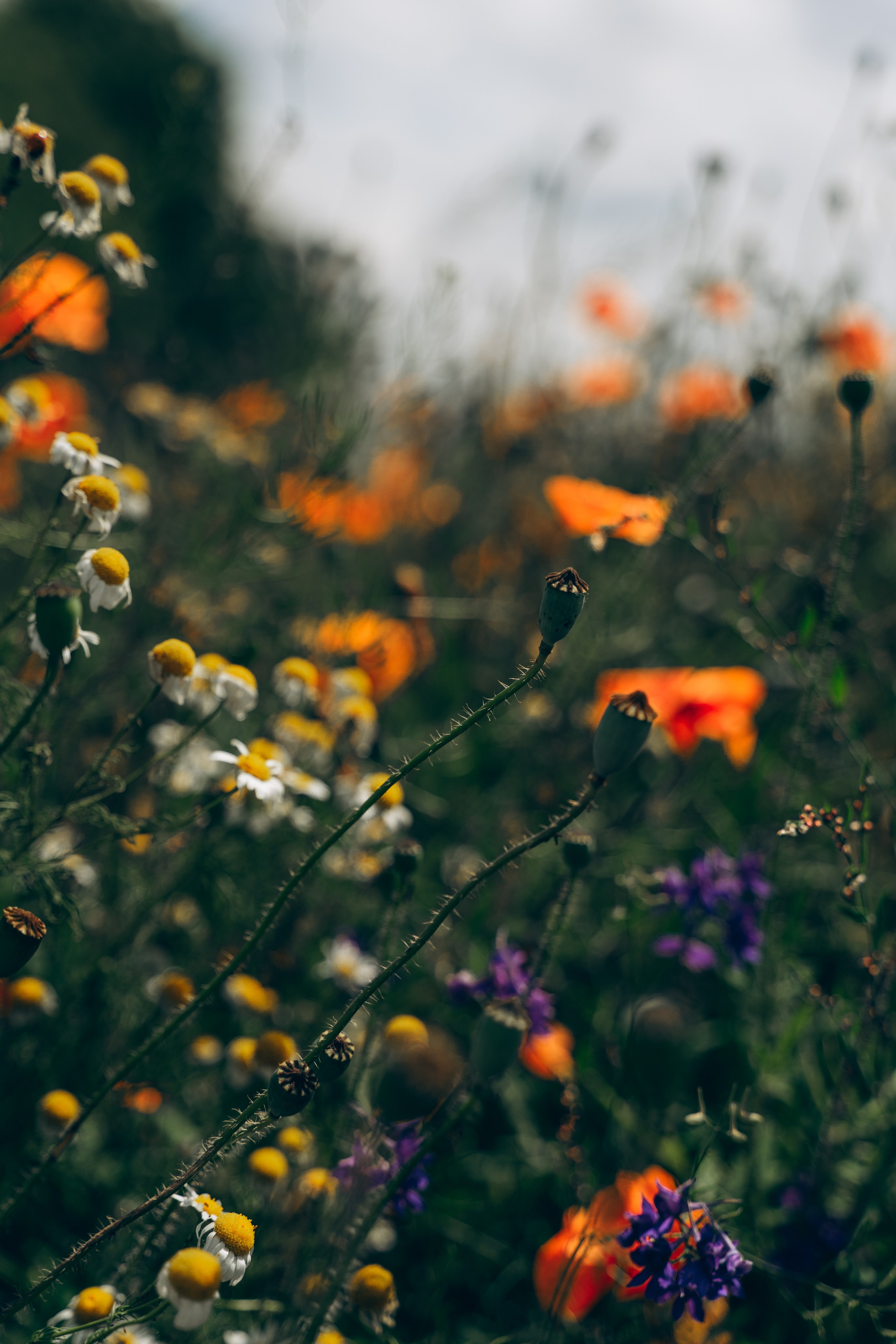 Flowers. Wedding and portrait photographer in Helsinki Vickan O