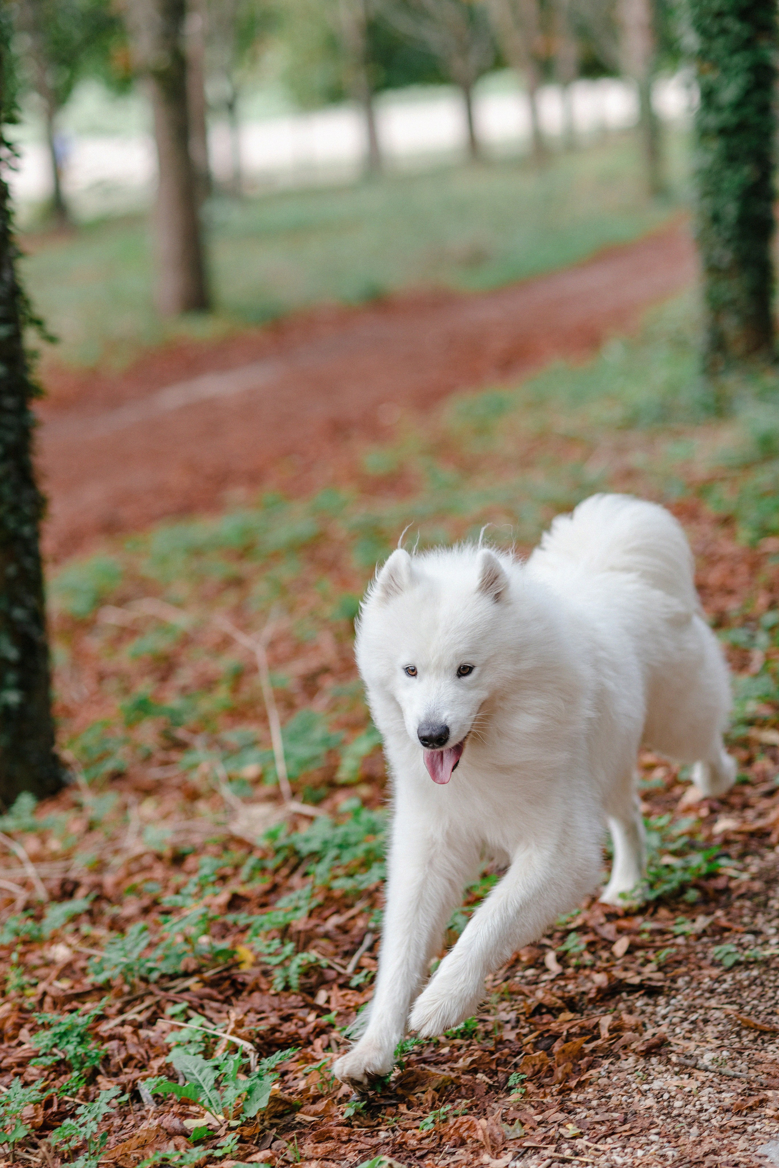 Autumn family photoshoot in a Parisian park. Ksenia Marchand/ Lifestyle photographer in Paris