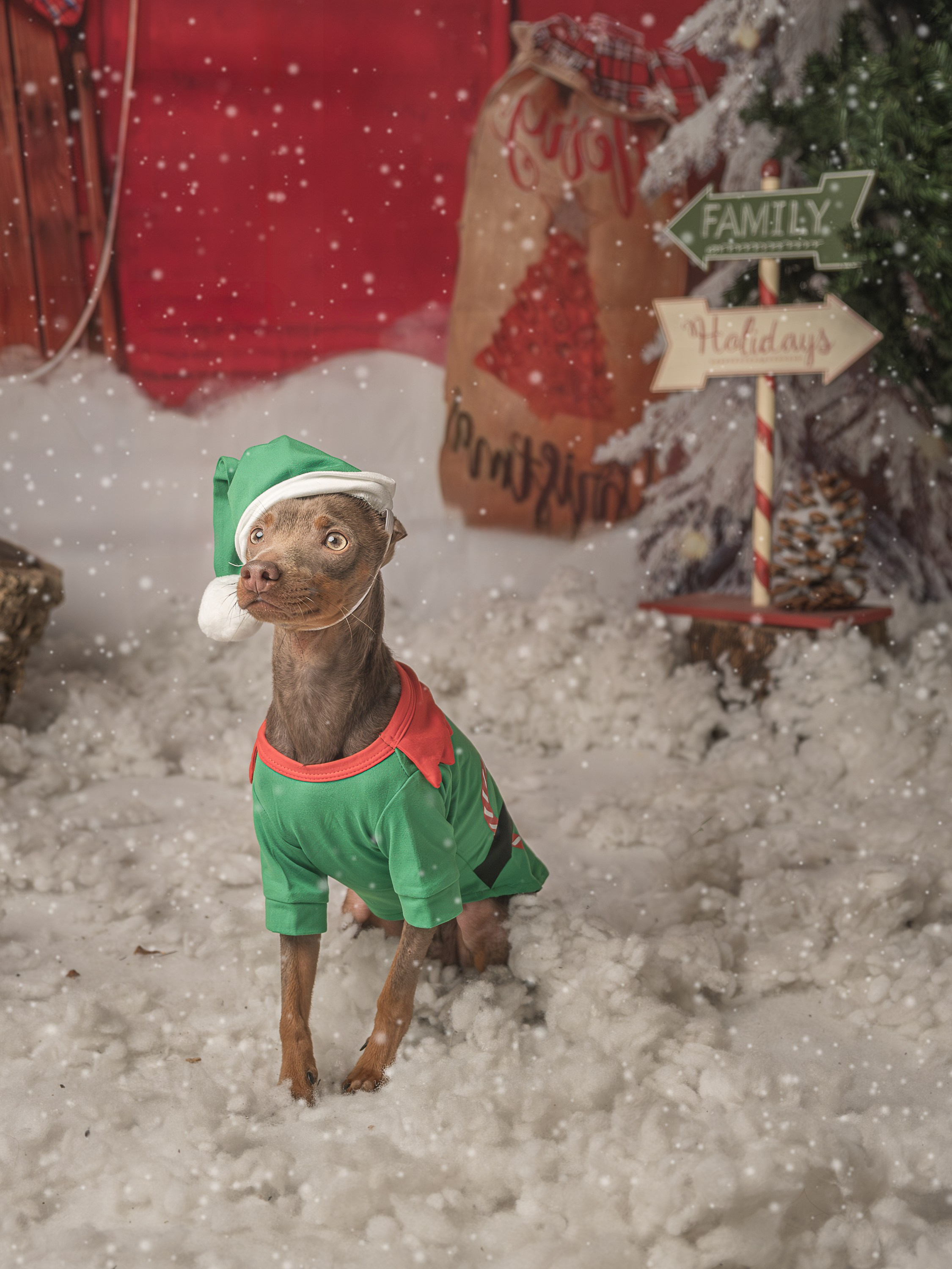 Navidad 2025. Fotos con huella, fotografía de perros y mascotas en Sevilla