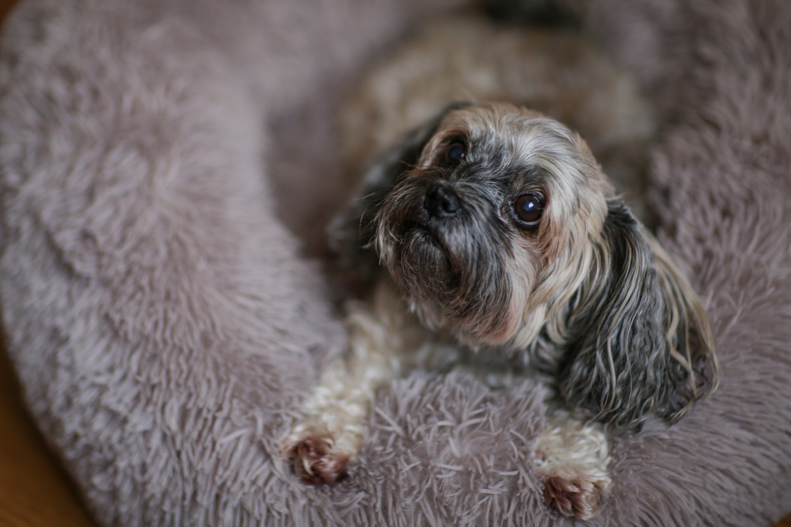 Haustiere. Neugeborenen, Familien, Geschwister Fotografin aus Delmenhorst