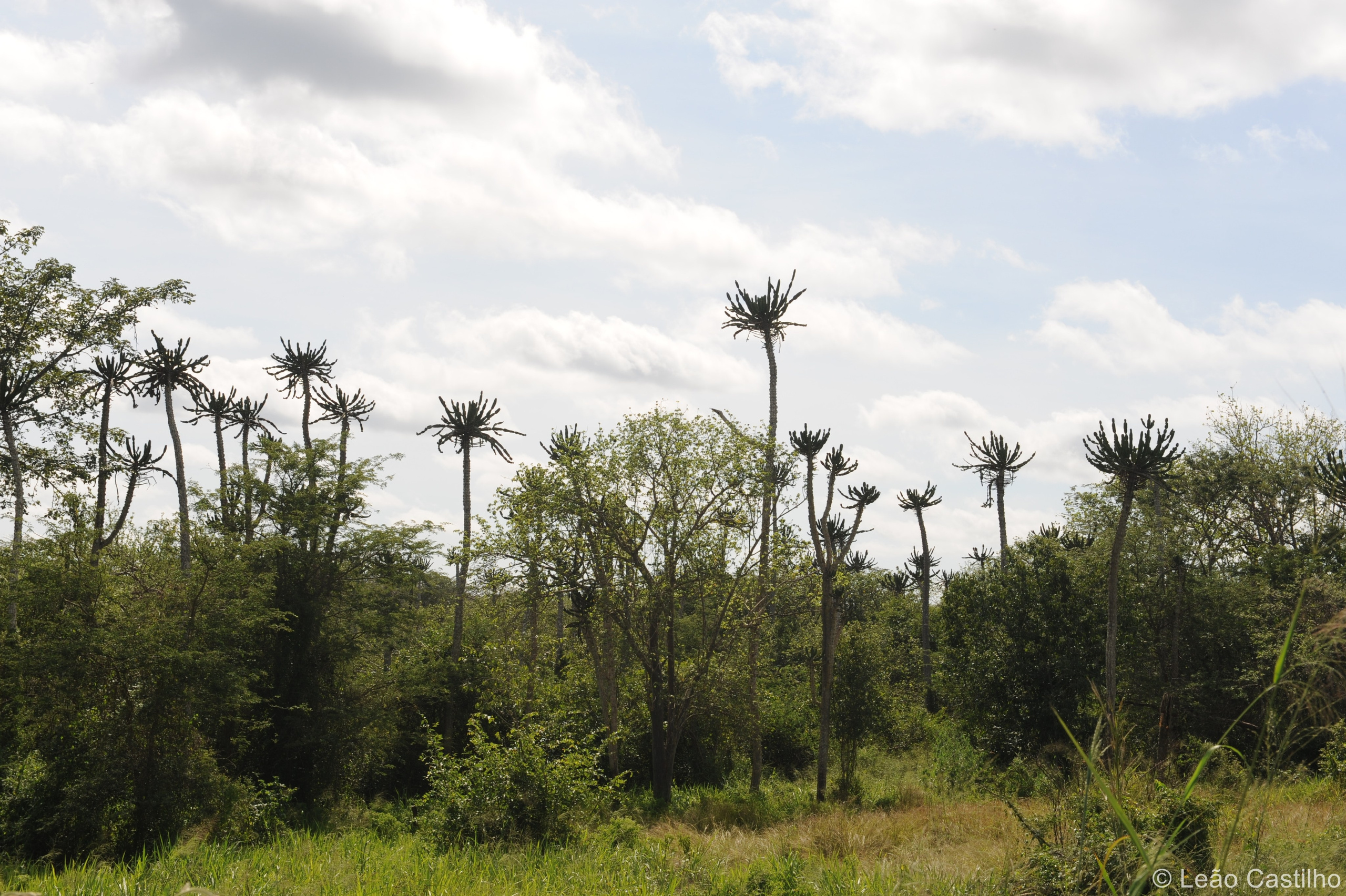 Photos from Angola. Simbahalu