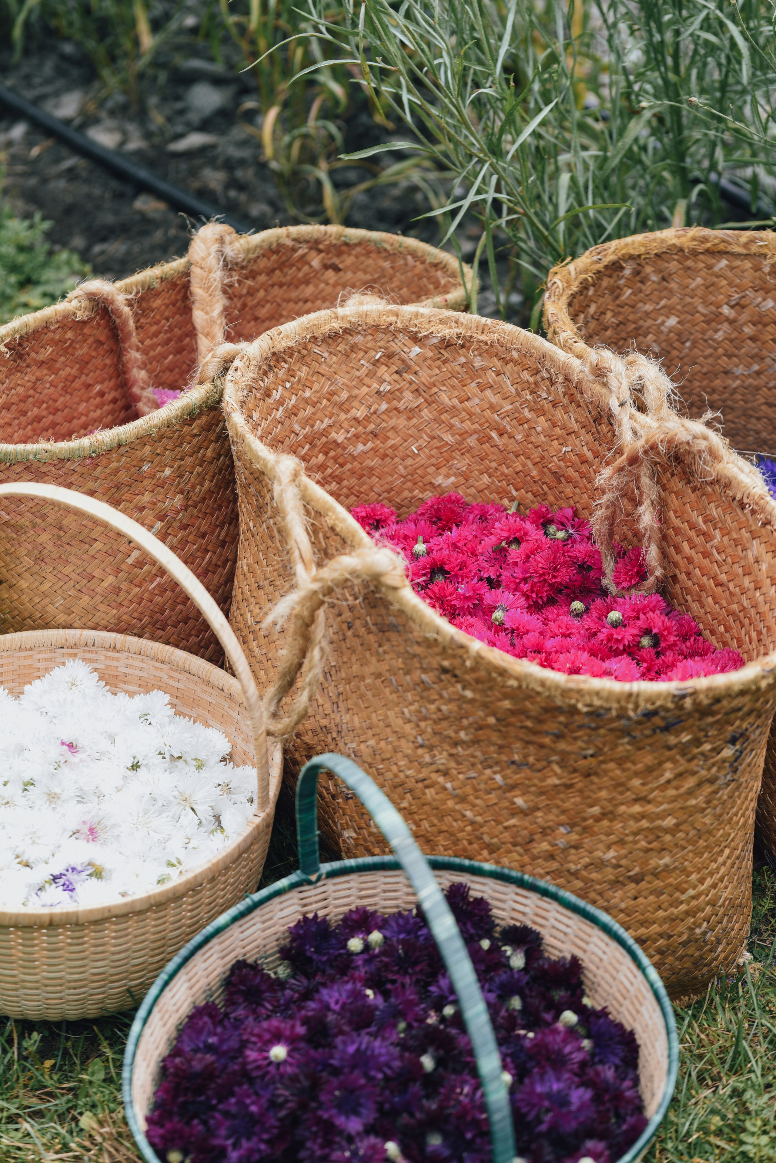 Kräutergarten Wipptal. Familienfotografin aus Sterzing Elena Muehlsteiger