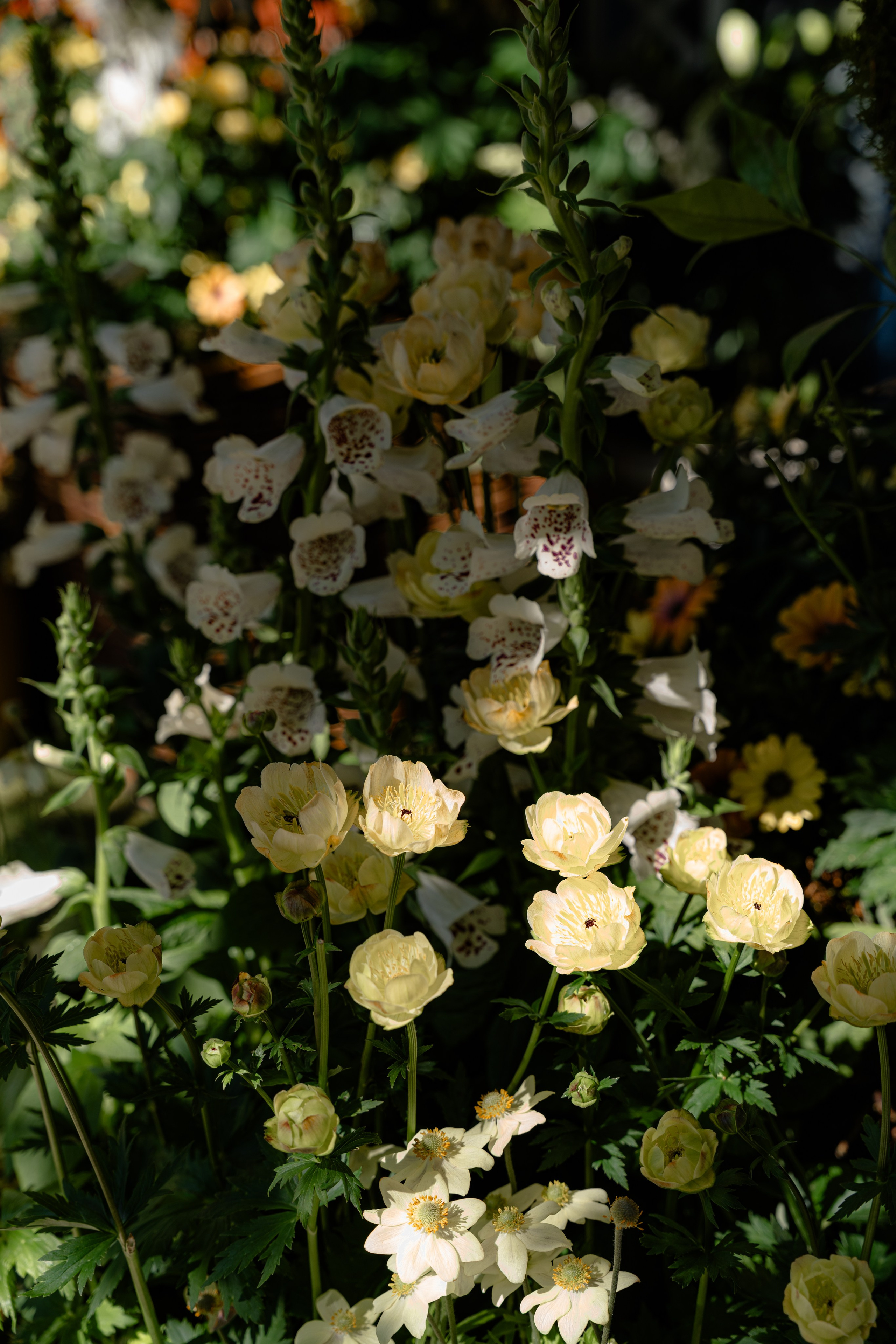 Chelsea_in_bloom. Tonya Kyrylenko photographer in London