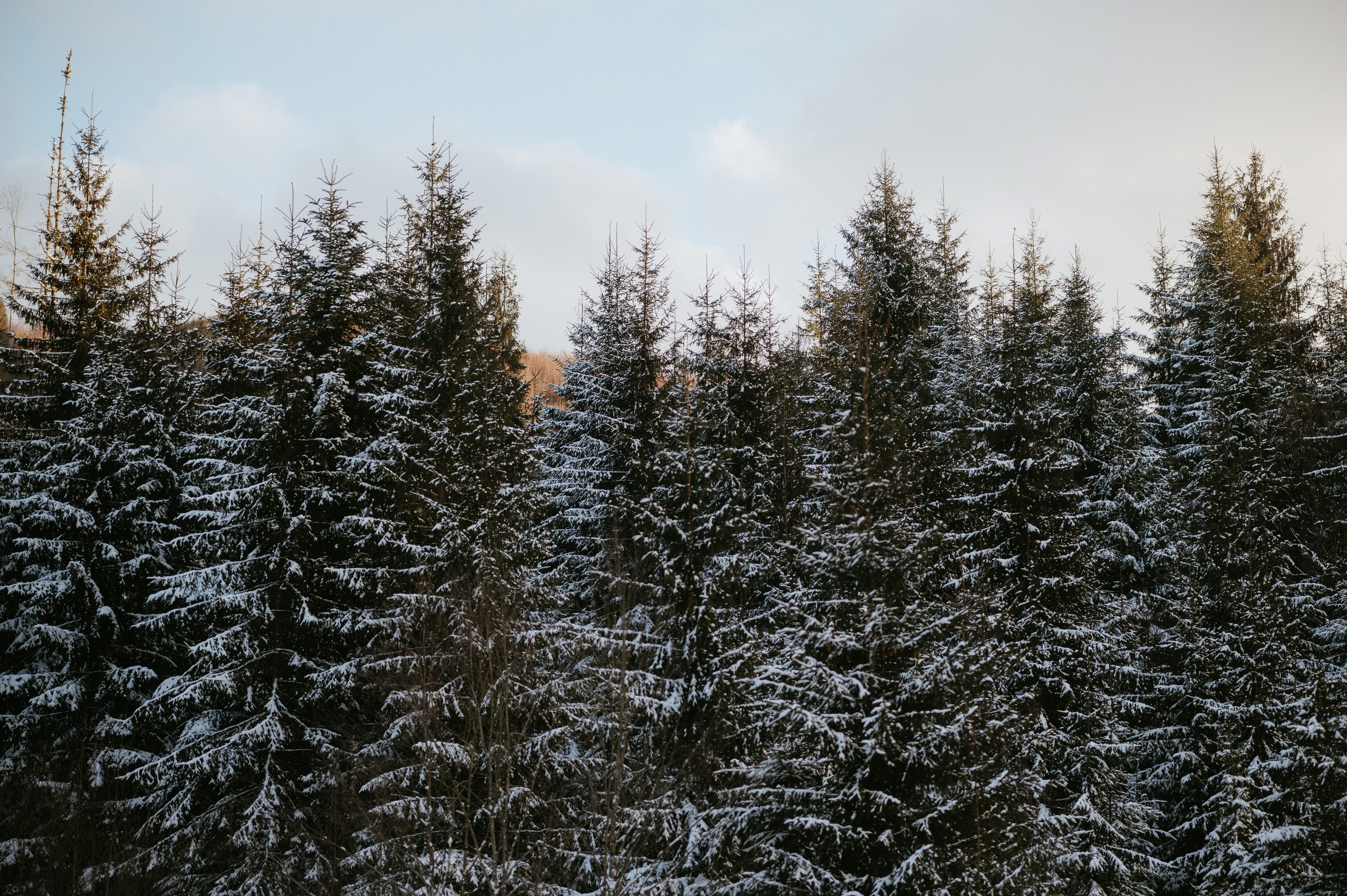 Ședință Foto de Familie la Munte – Fotografii de Iarnă în Lupcina. Valentin Melen - fotograf de nunta 🤍